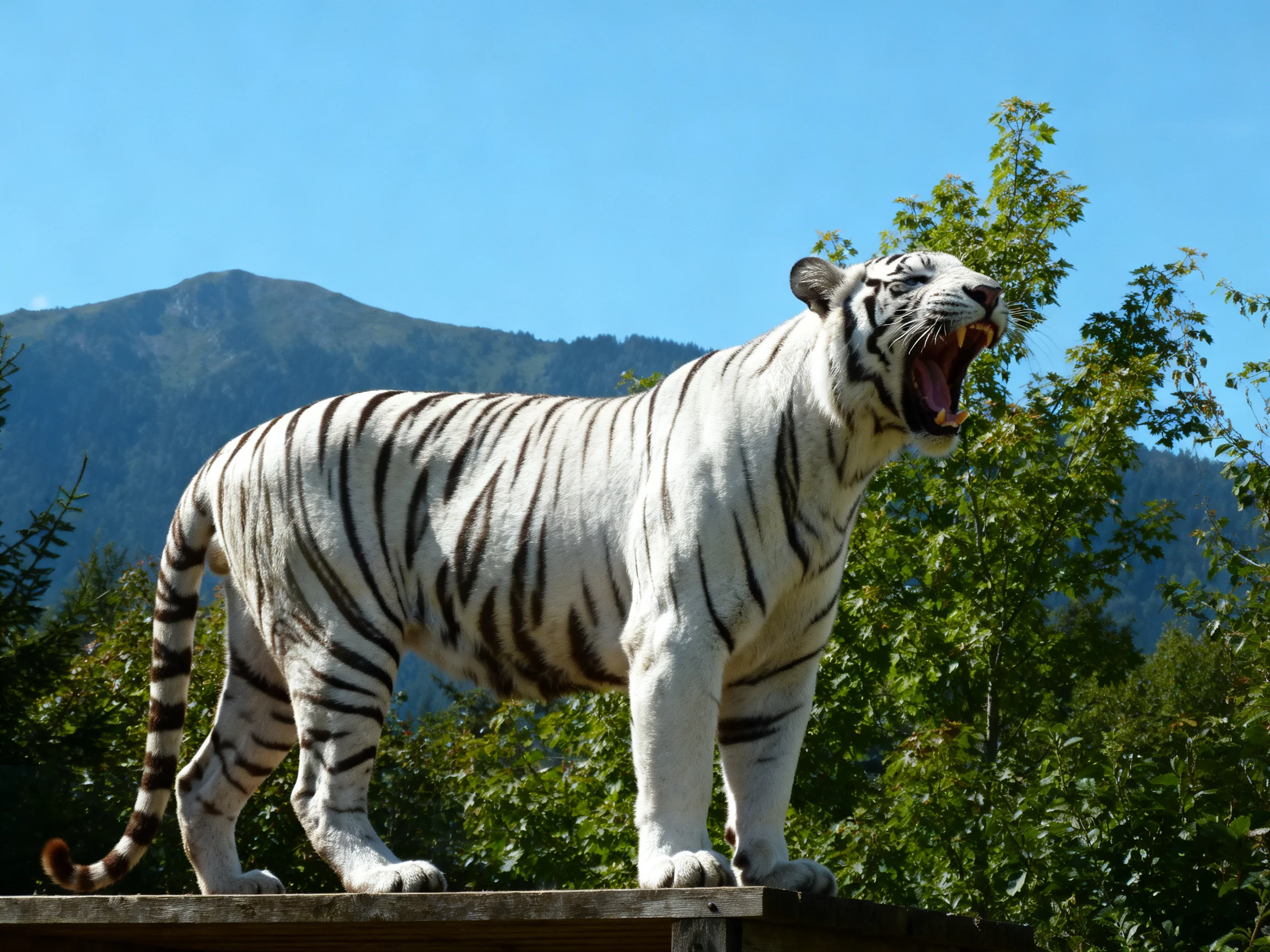 A striking white tiger roars near lush greenery and mountains