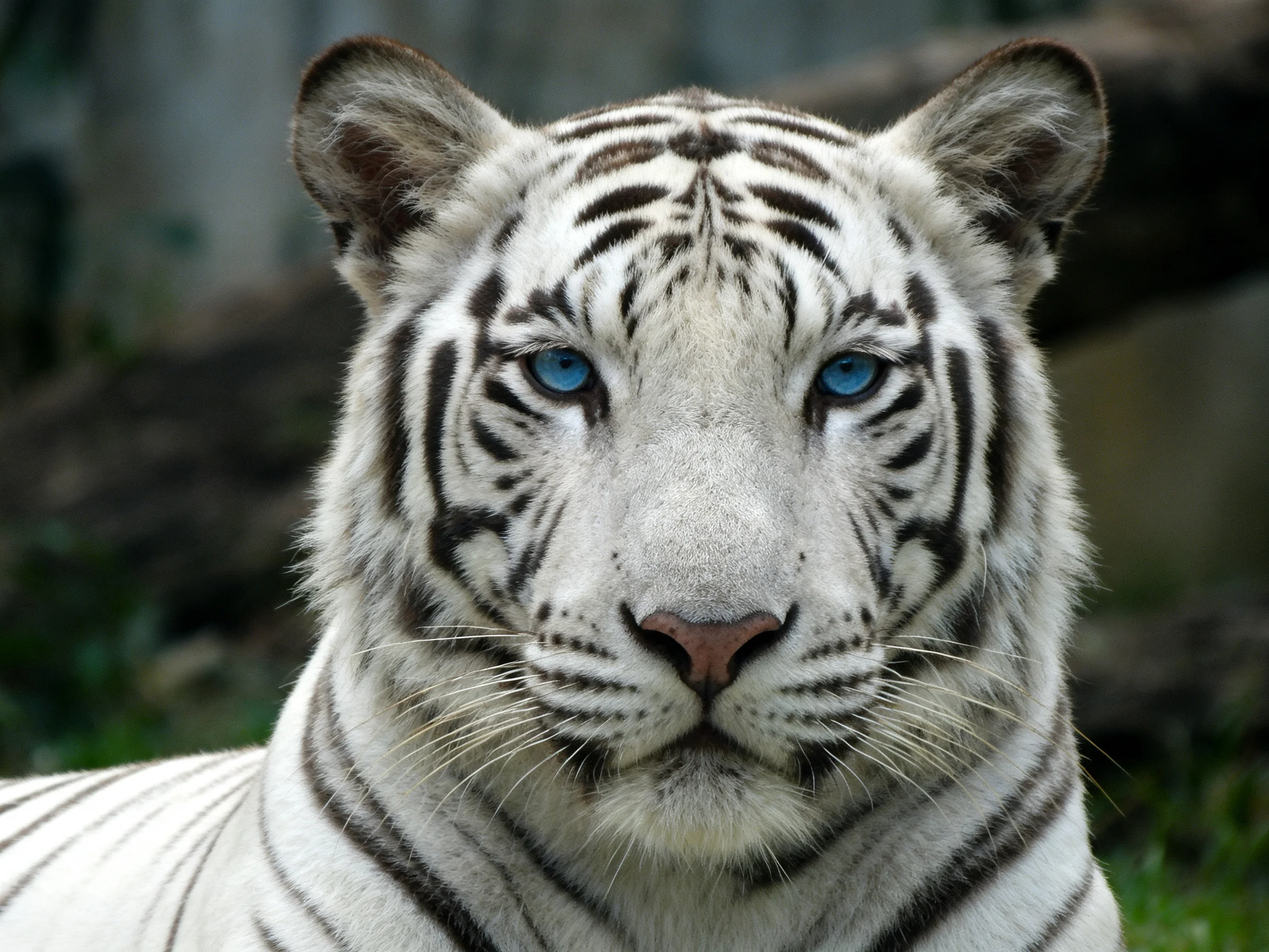 A white tiger with bright blue eyes rests in an outdoor enclosure.