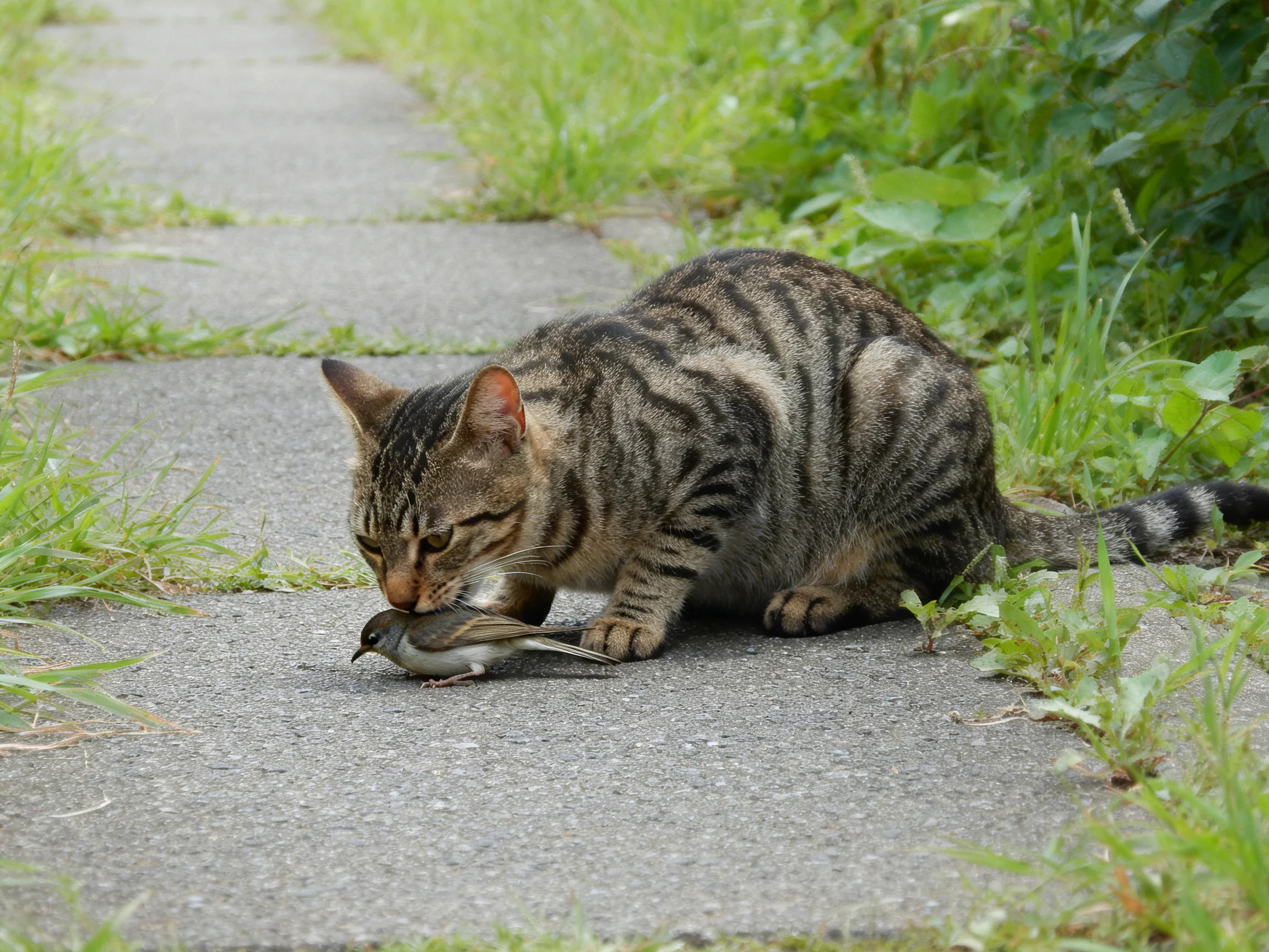 A tabby cat holds a small bird on a paved path near grass.