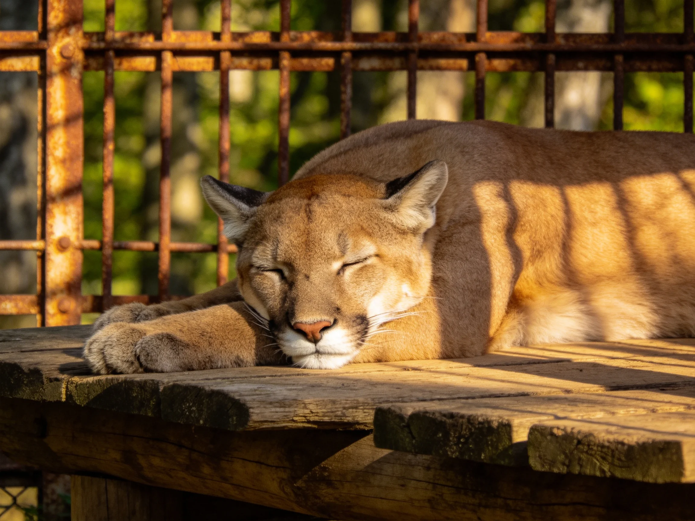 A tan mountain lion rests on a weathered wooden platform near a rusted metal fence