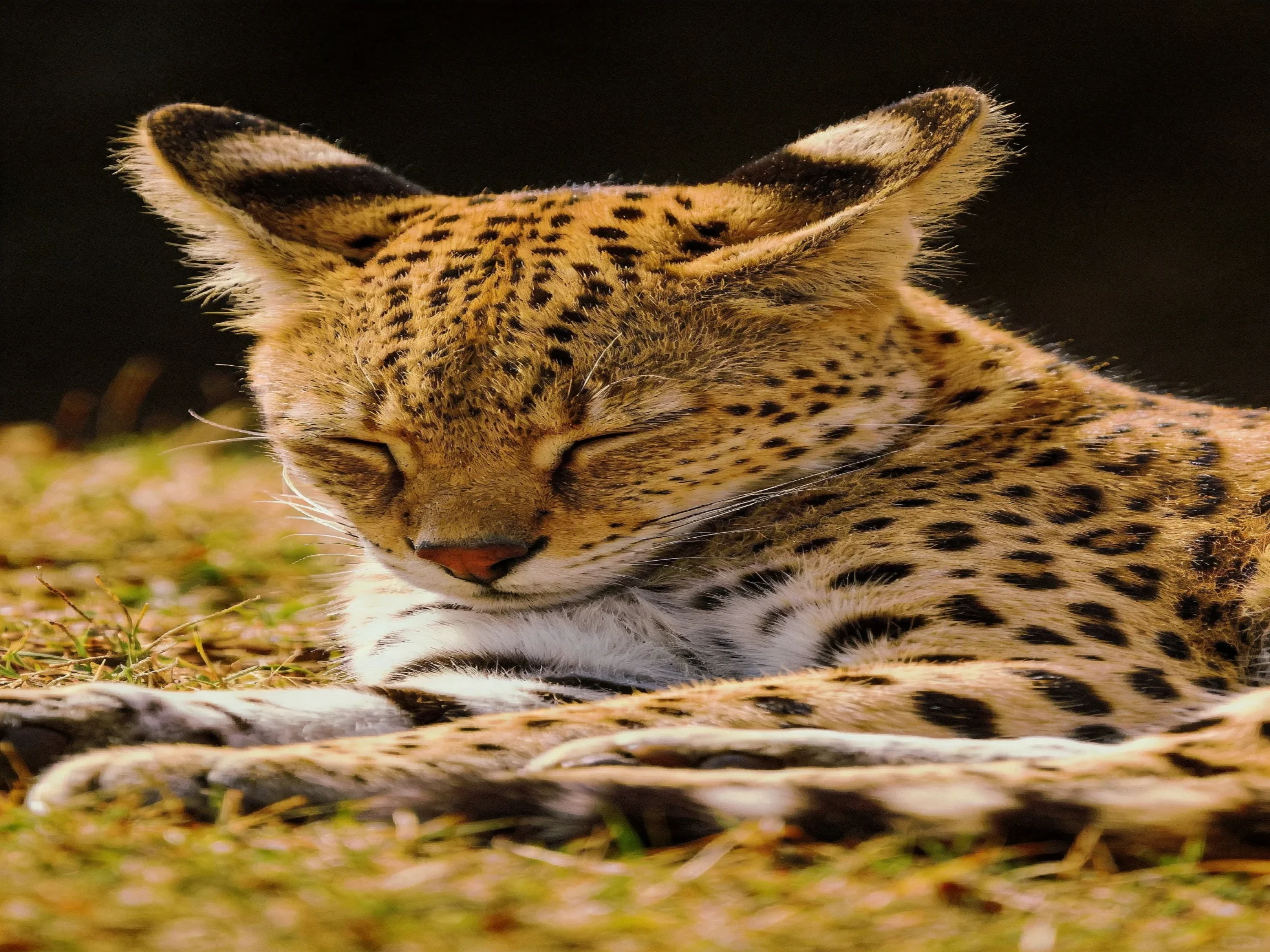 A tan-spotted wild cat rests on grass.
