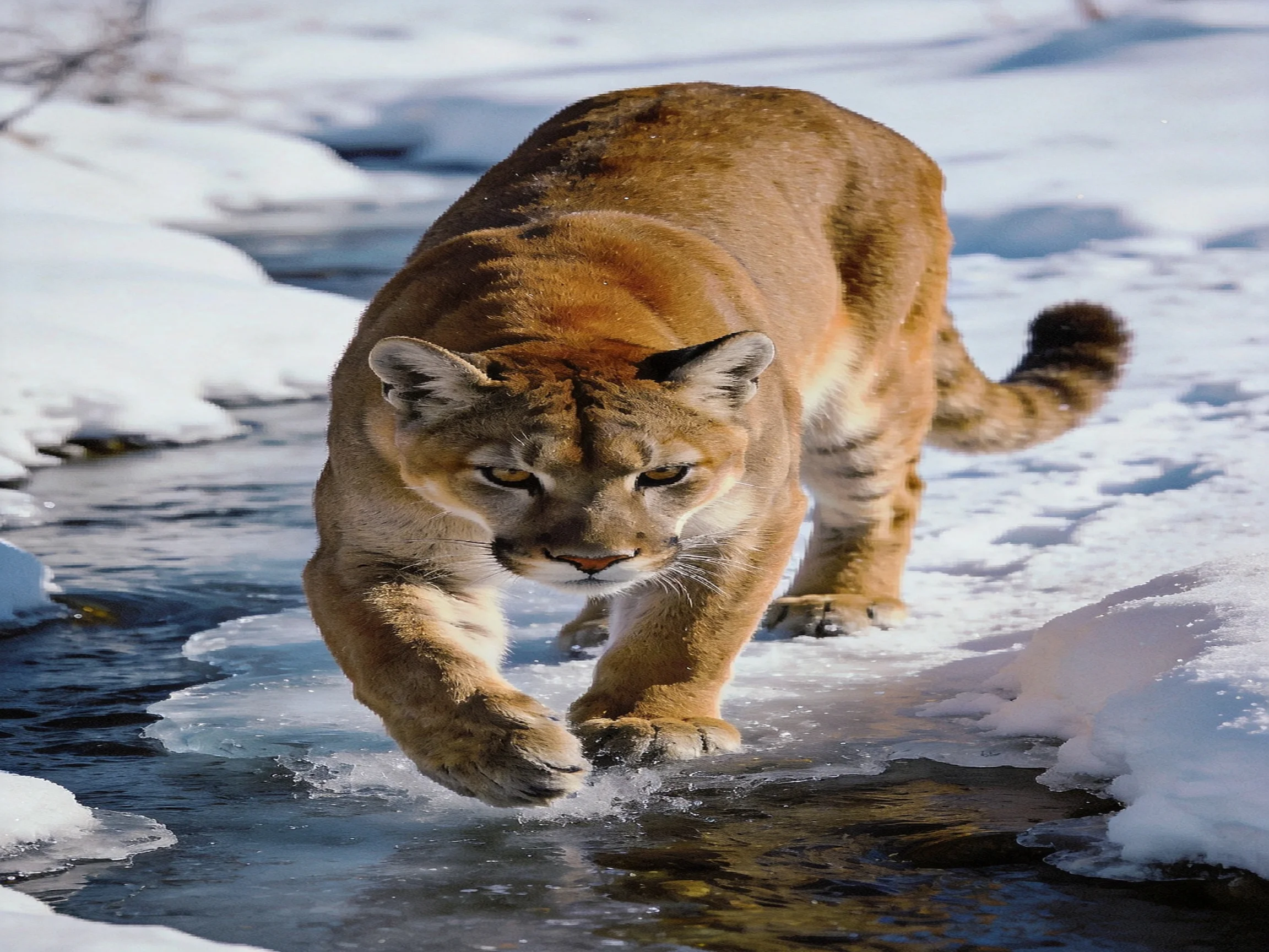 A tawny cougar crosses icy water near snow-covered banks
