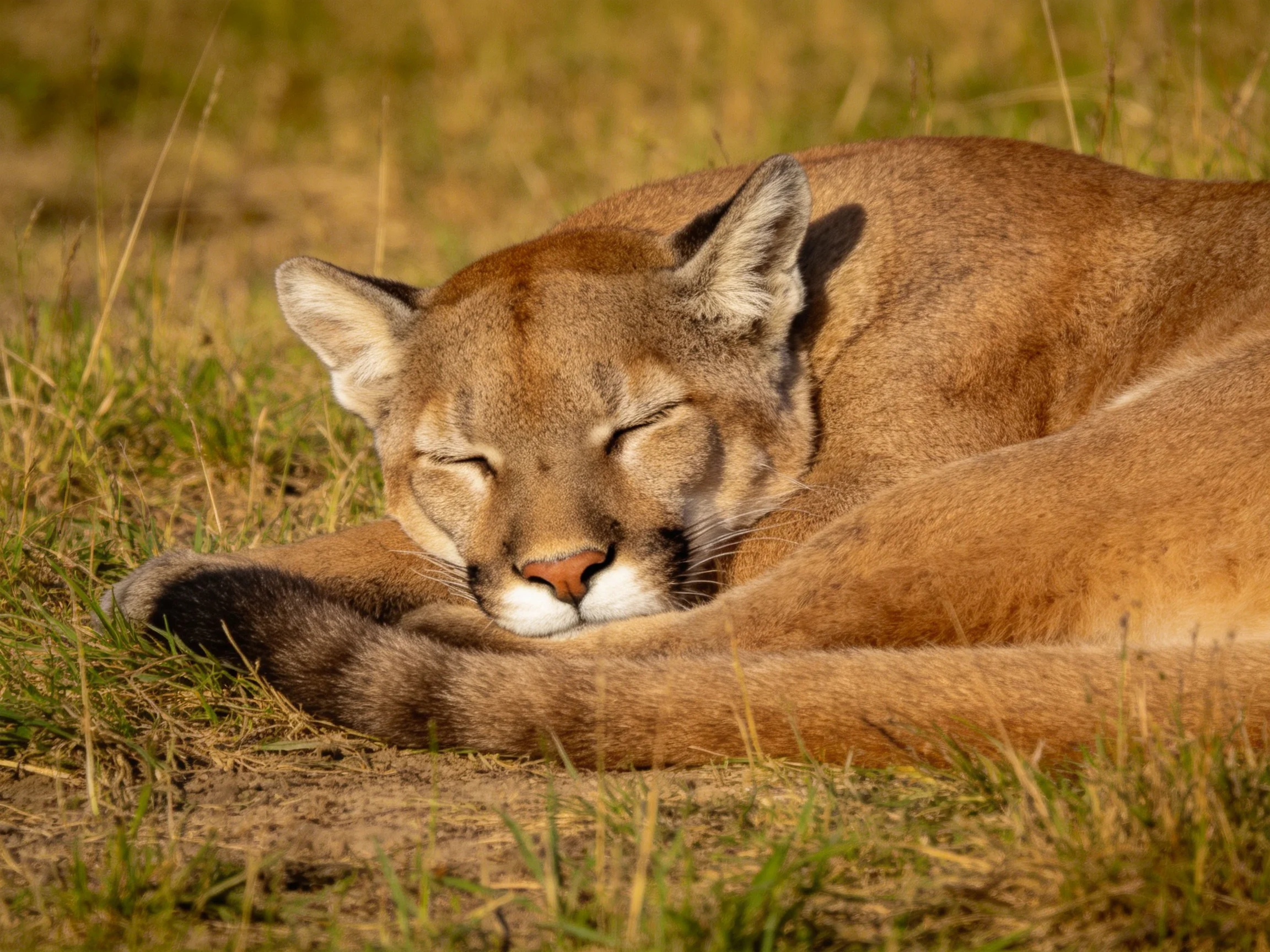 A tawny cougar rests in sun-drenched grasslands