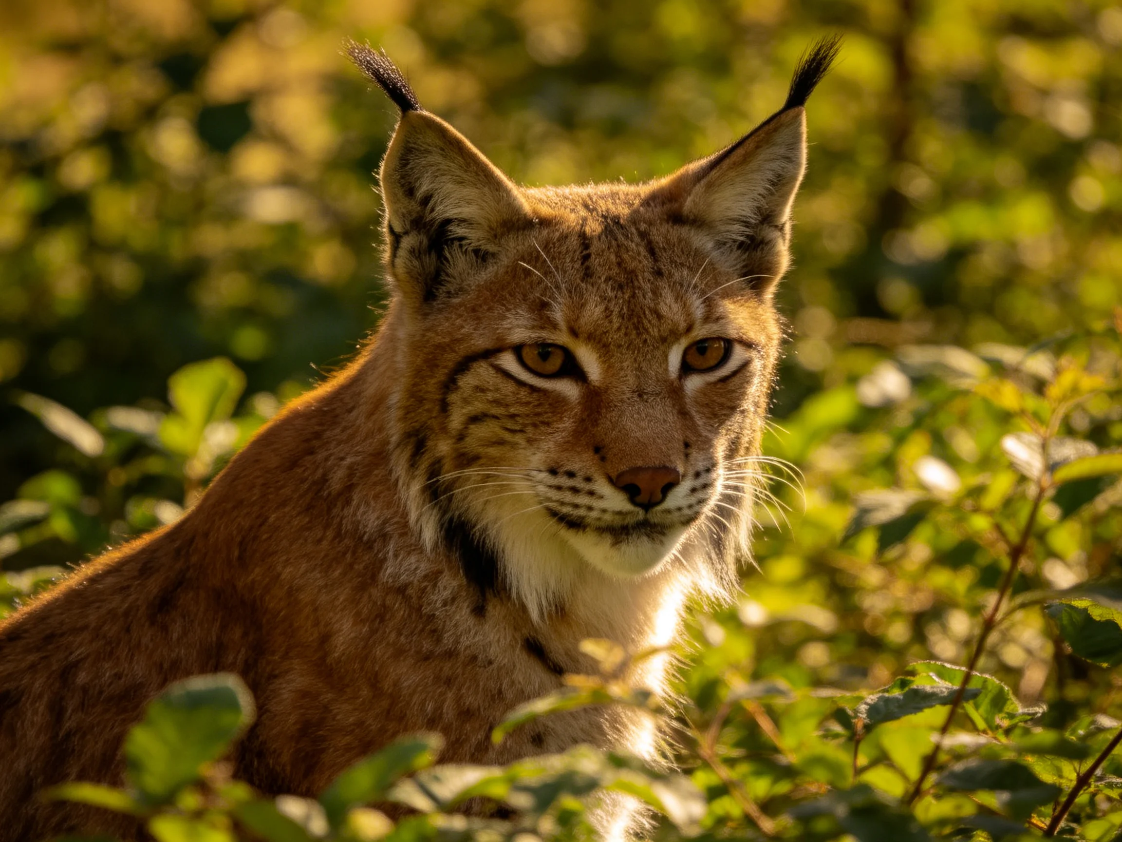 A tawny wildcat sits amid greenery in a sunlit natural setting.