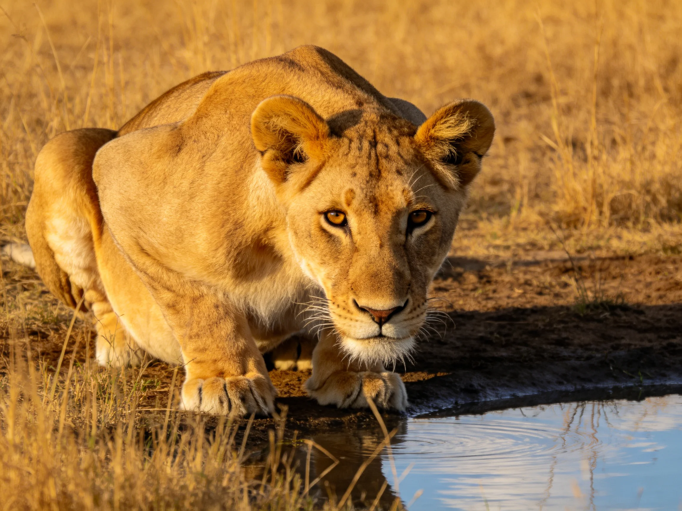 A tawny lioness crouches by a reflective water hole in golden grasslands