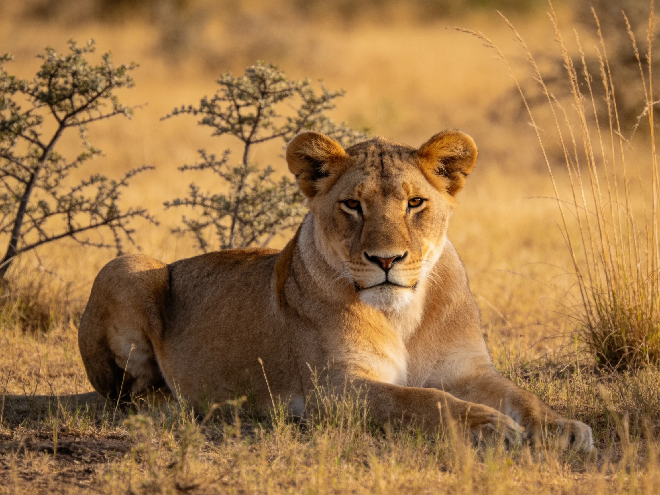 A tawny lioness rests in dry savannah terrain