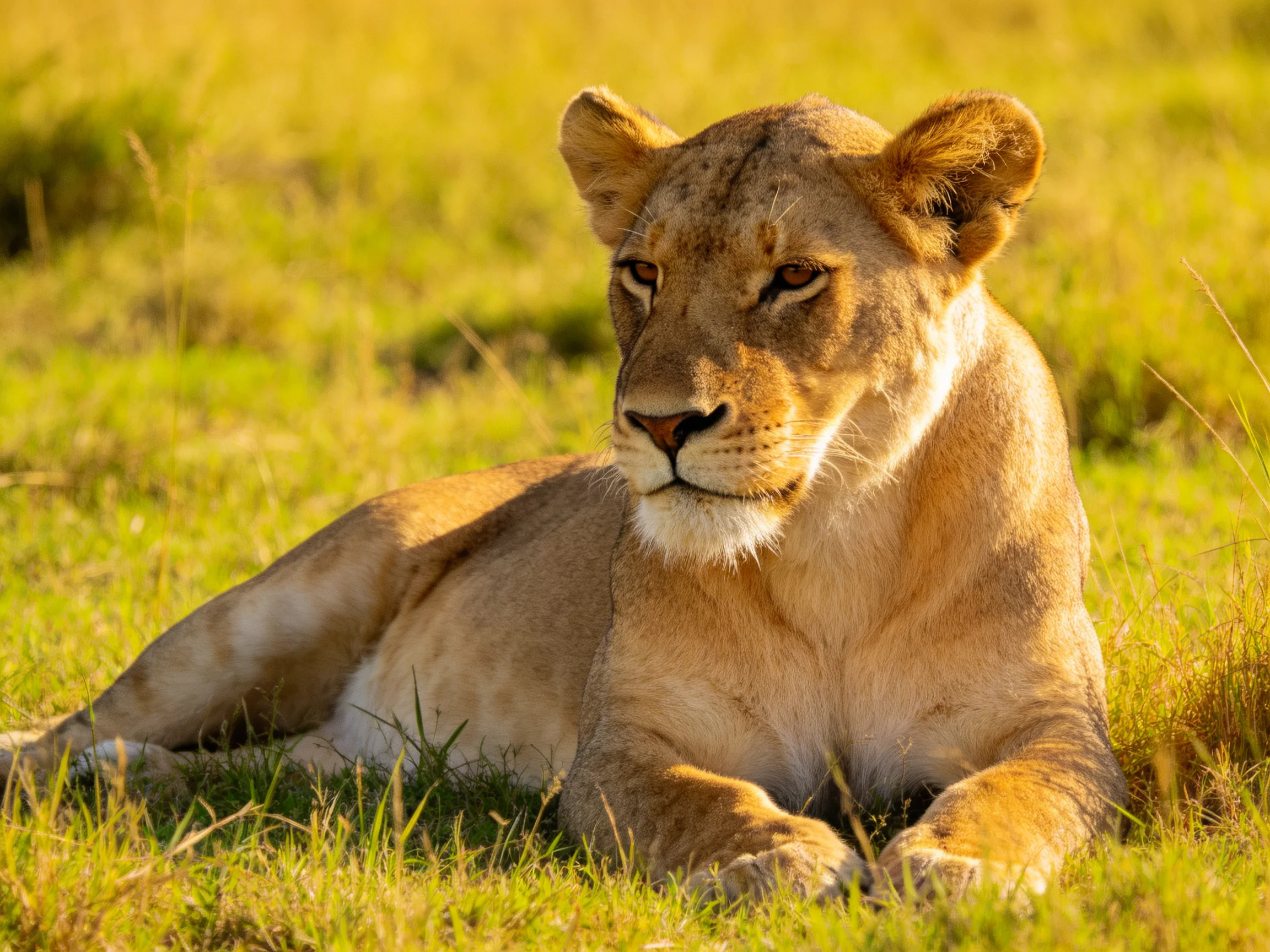 A tawny lioness rests in sun-drenched savannah grass
