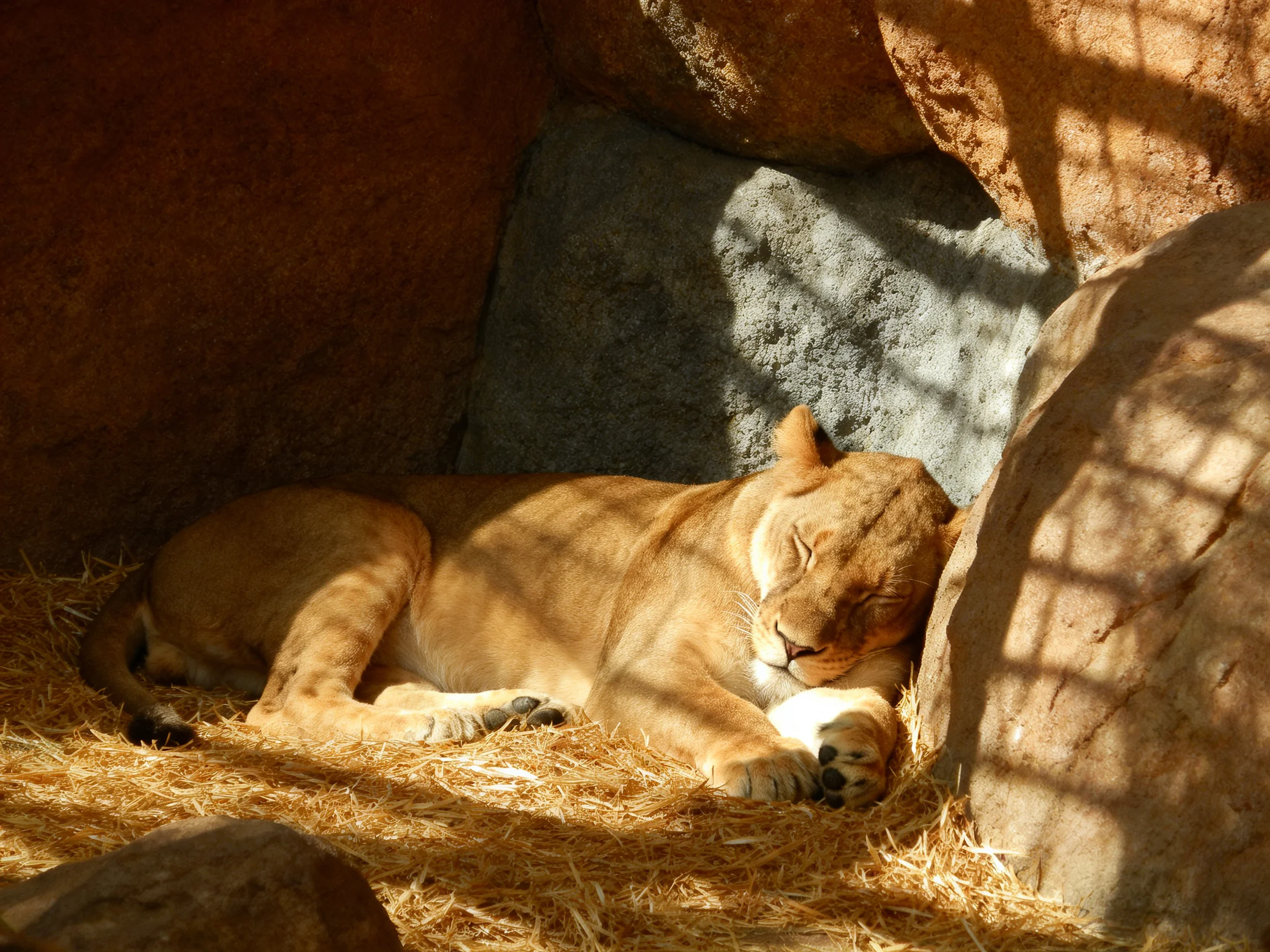 A tawny lioness rests near large brown rocks and straw