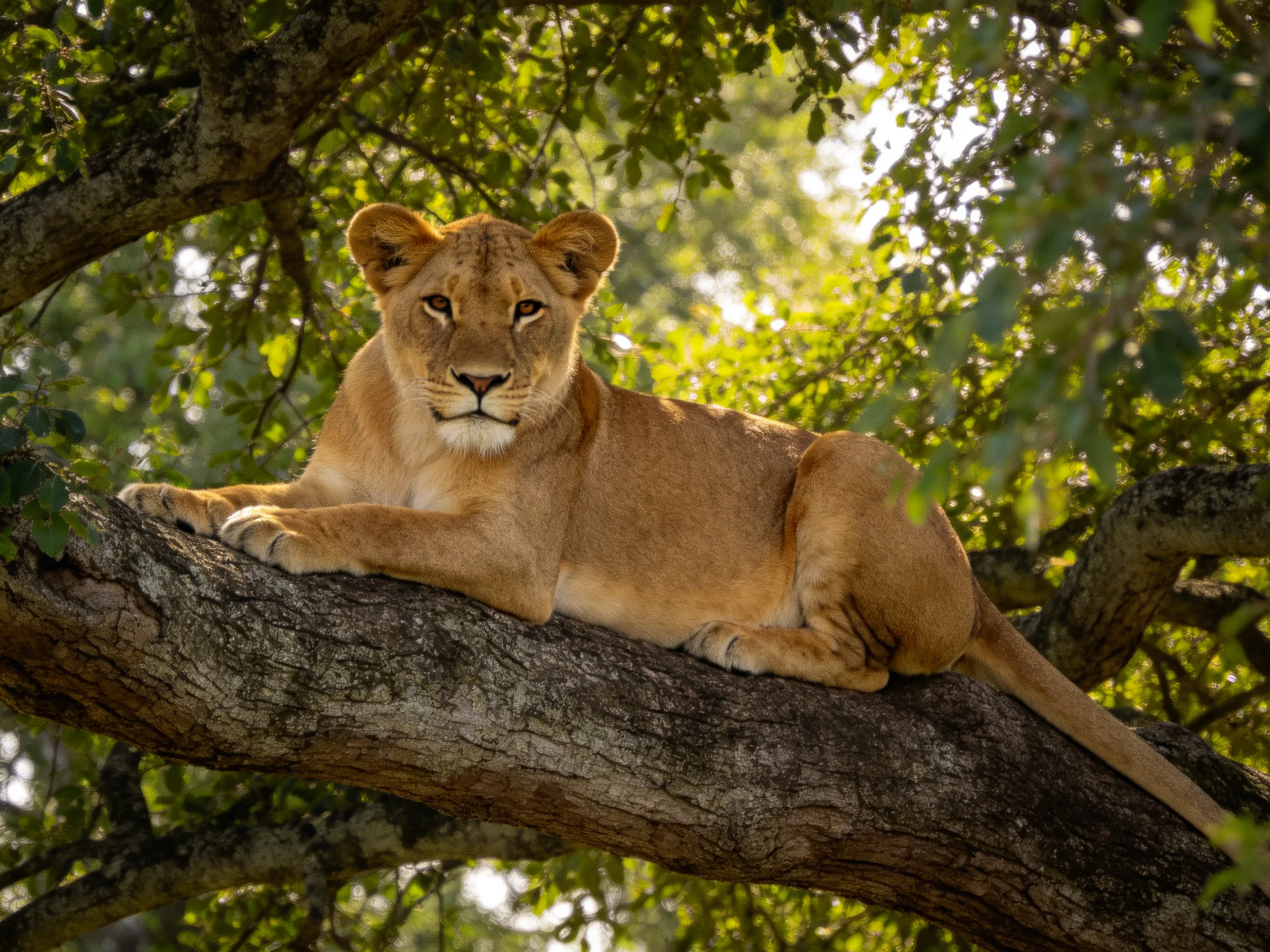 A tawny lioness rests on a gnarled tree branch amid lush green foliage