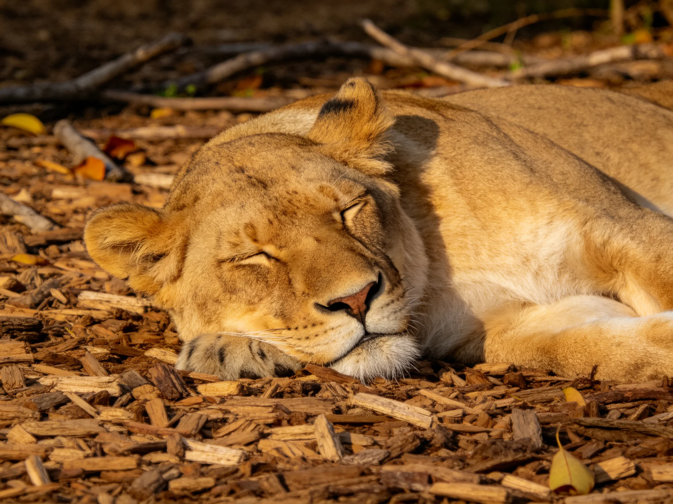 A tawny lioness sleeps on wood chip mulch amid scattered branches