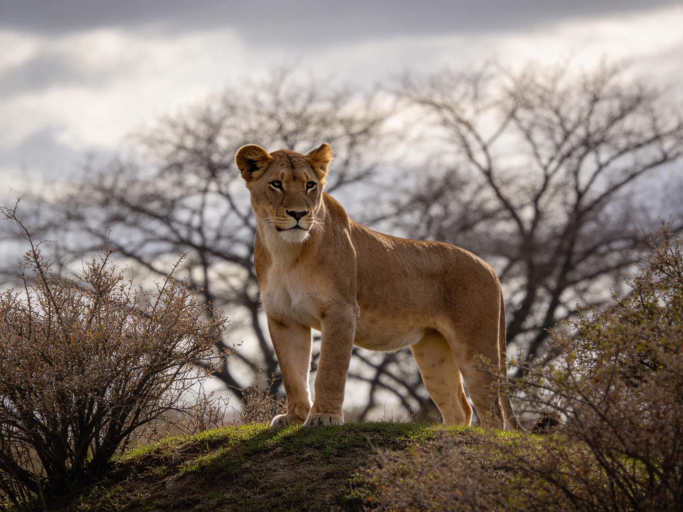 A tawny lioness stands atop a grassy mound near bare trees