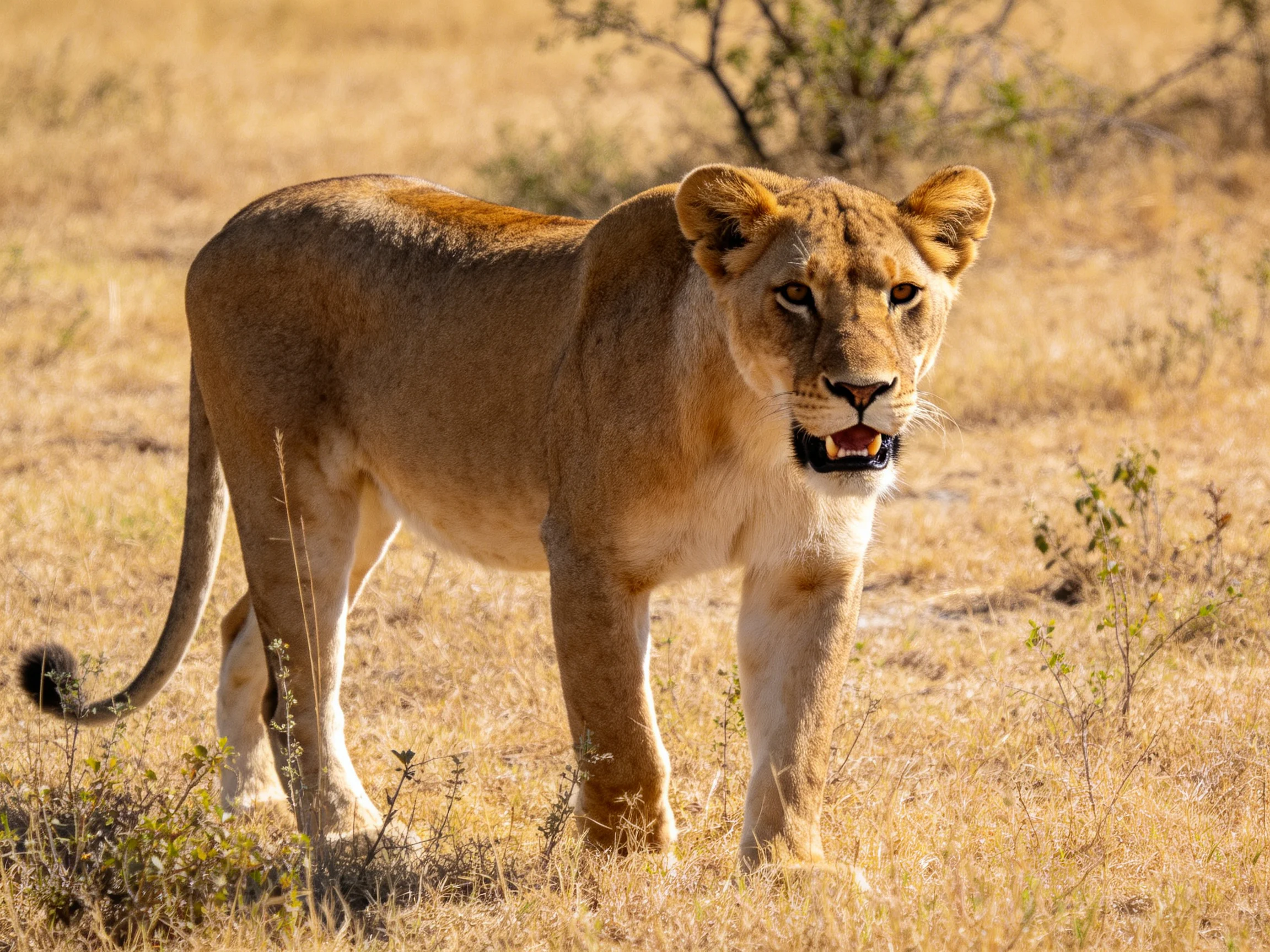 A lioness walks through dry savannah grass with an alert expression.