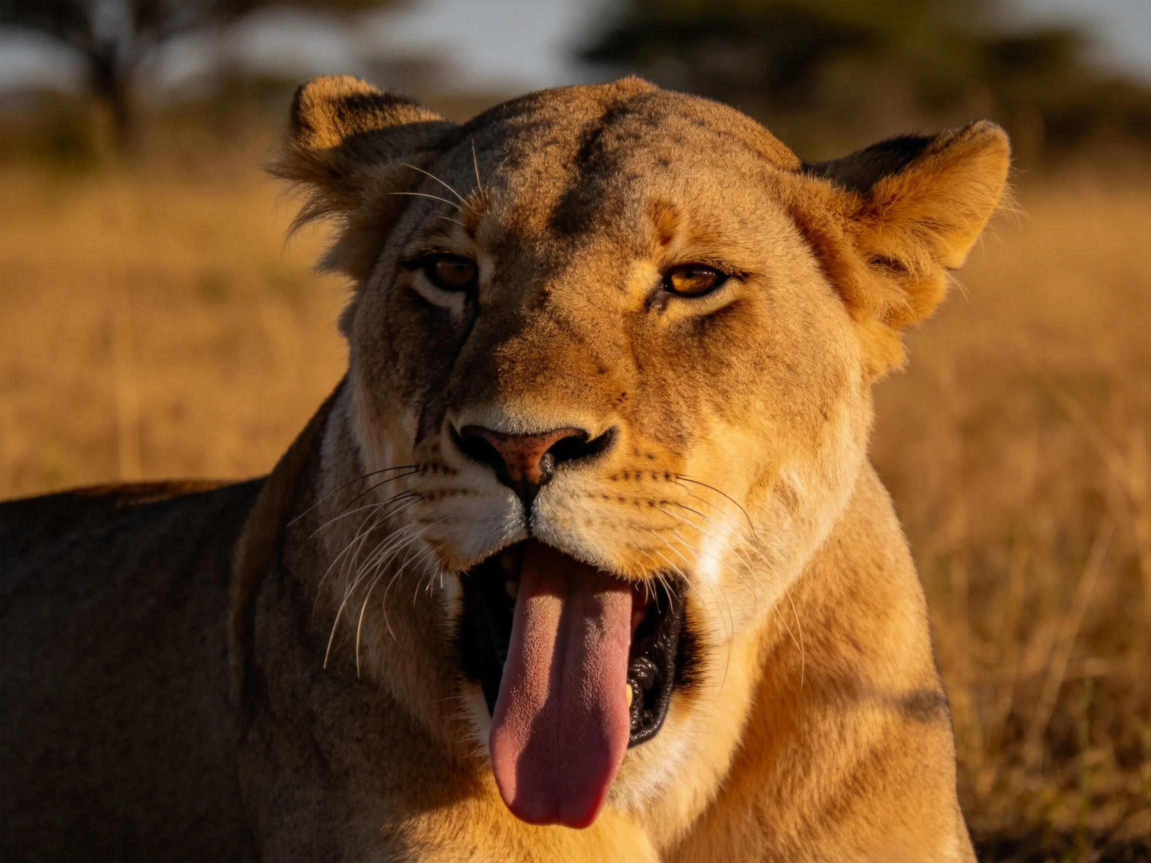 A tawny lioness yawning in golden savannah grass