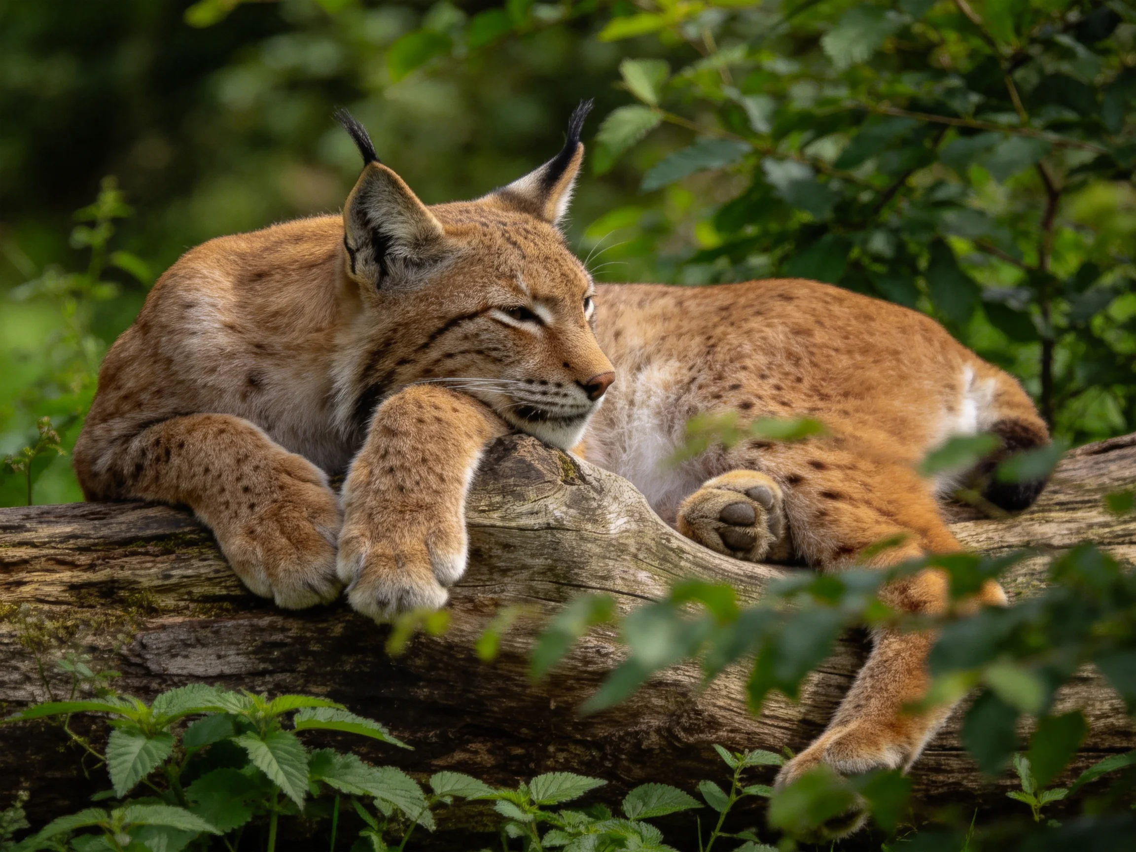 A tawny lynx relaxes on a log surrounded by dense greenery