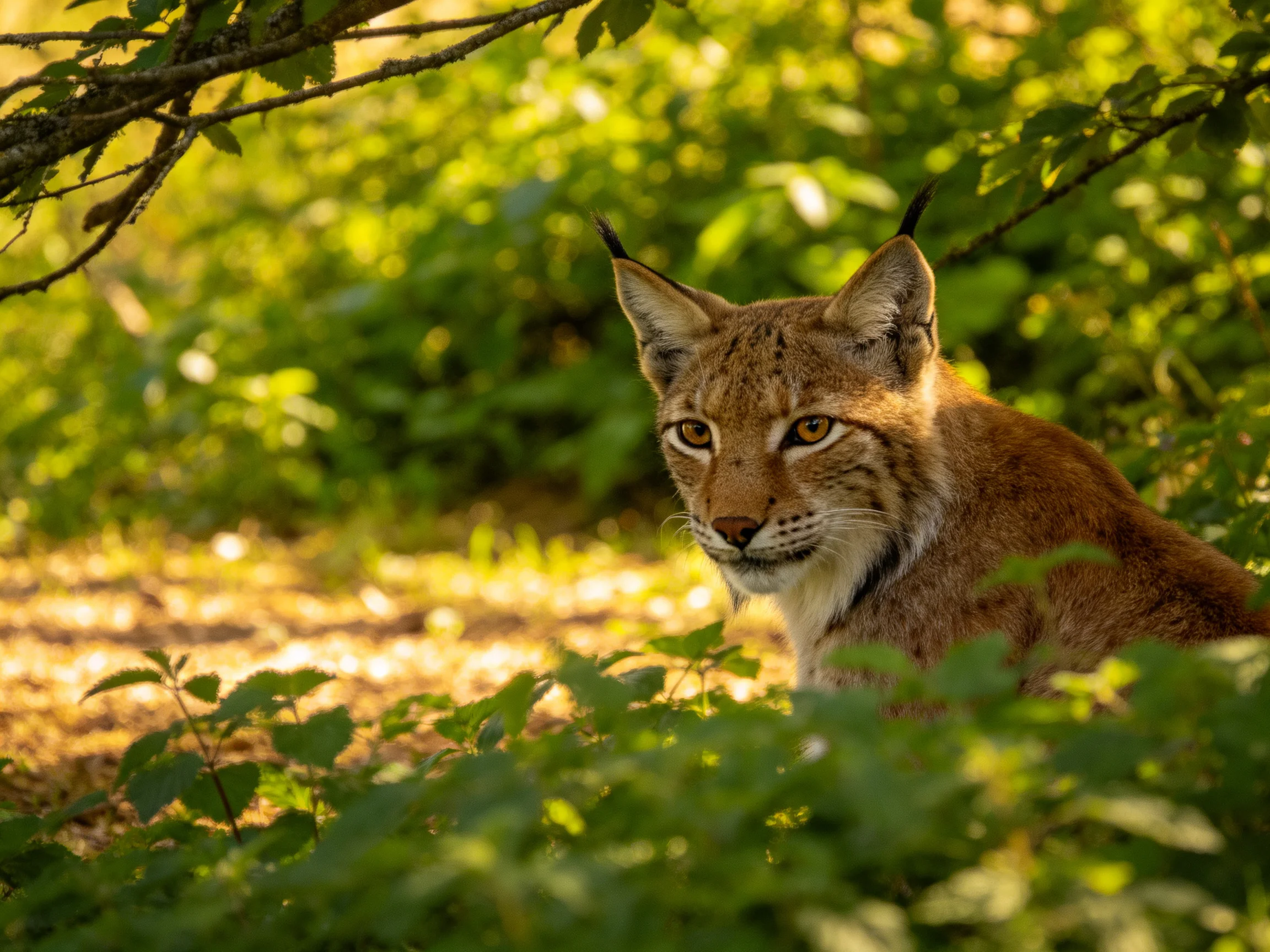 A tawny-spotted lynx hides in lush green foliage under sunlight