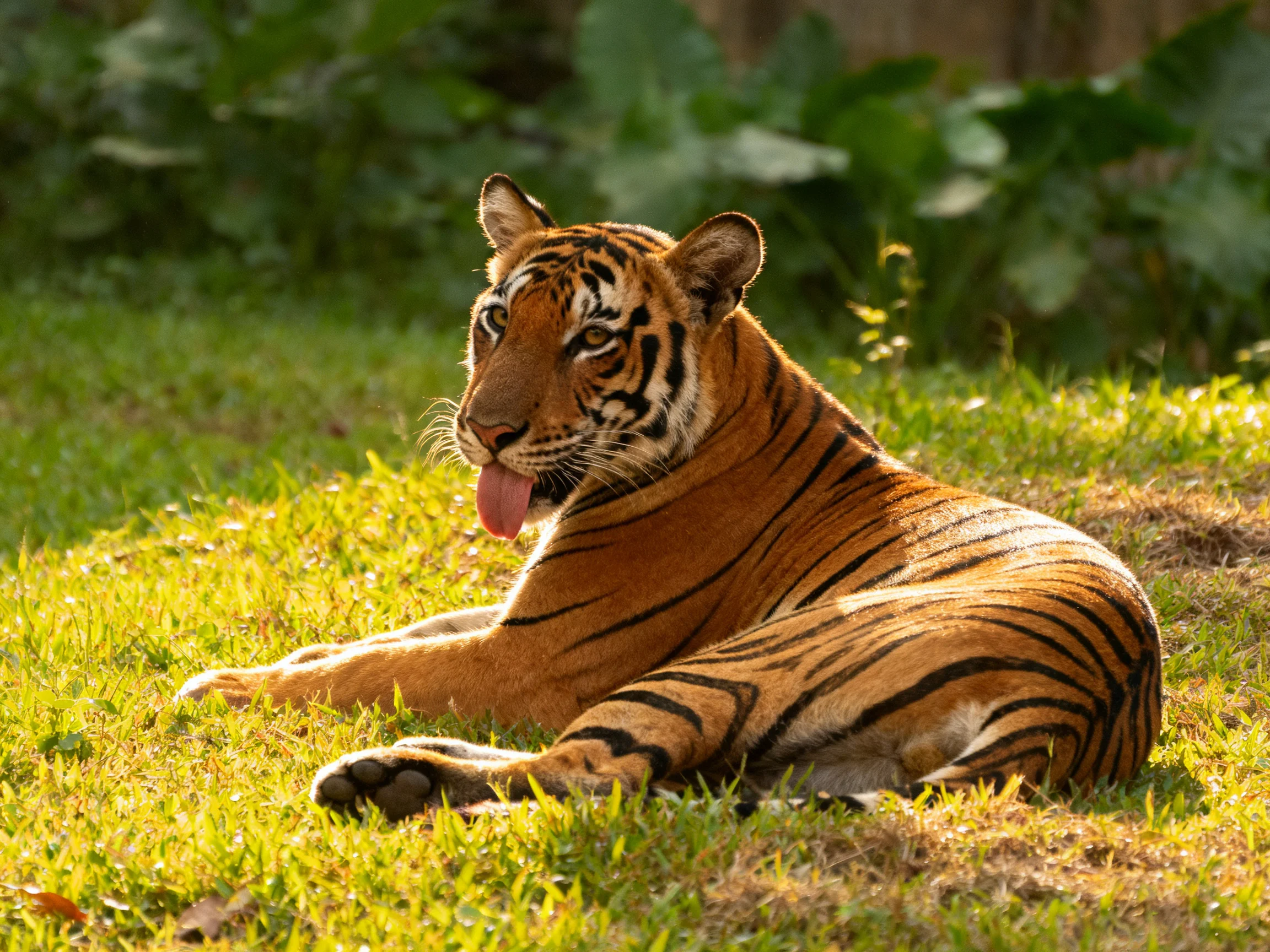 A tiger relaxes on grass in a sunlit outdoor setting