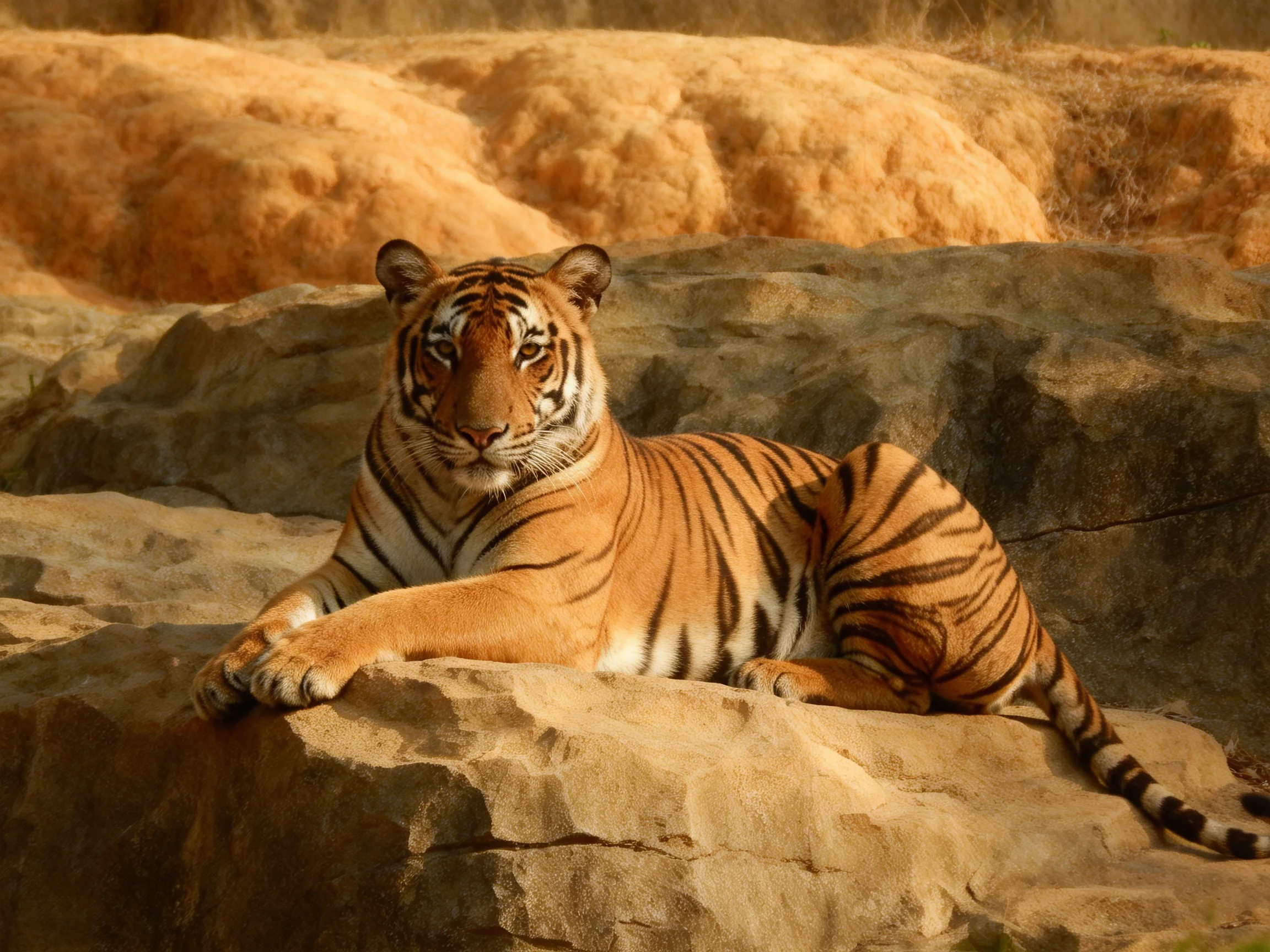 A tawny tiger lounges on textured rocks amid earthy formations