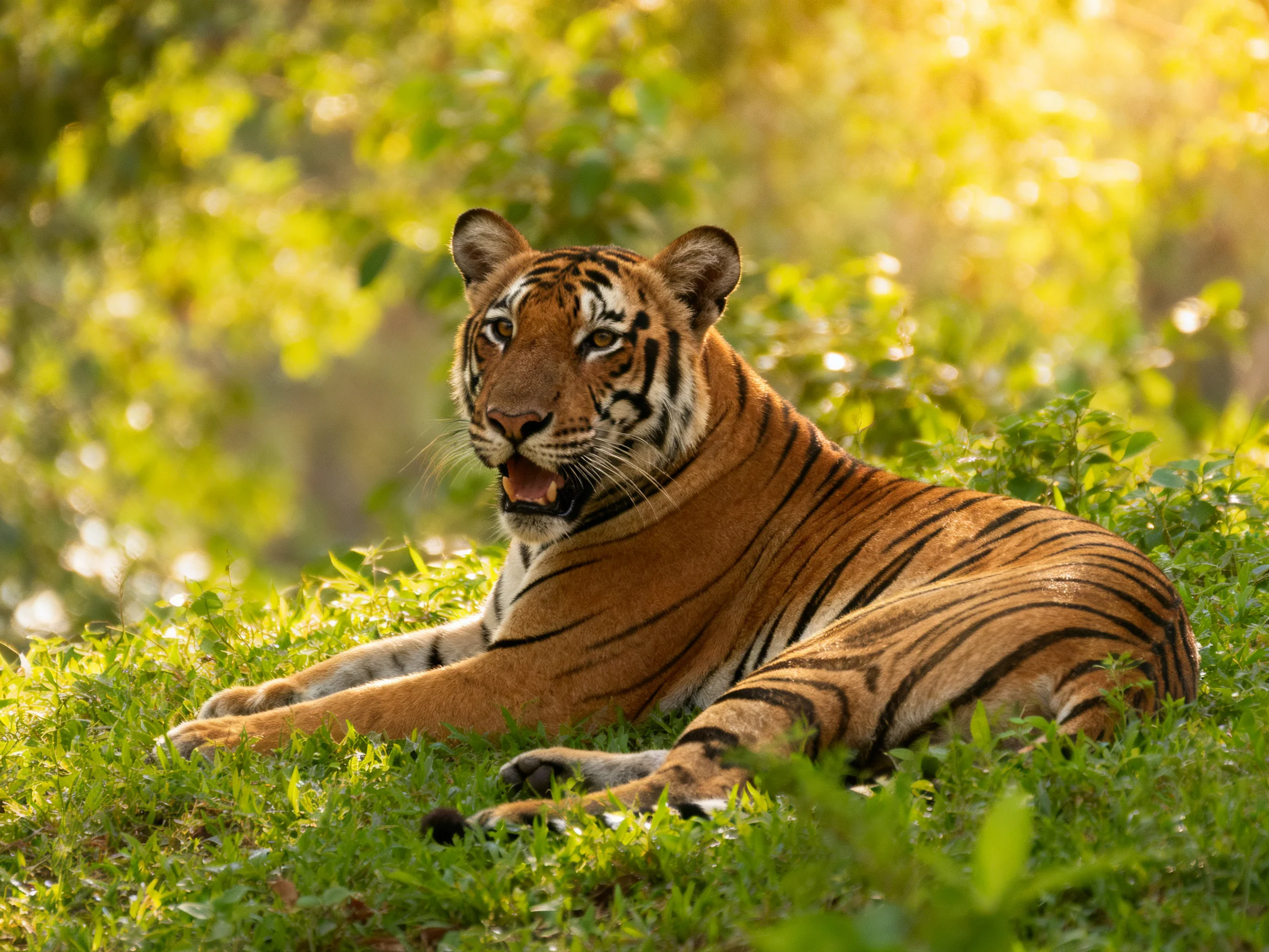 A tawny tiger relaxes on lush green grass amid golden sunlight