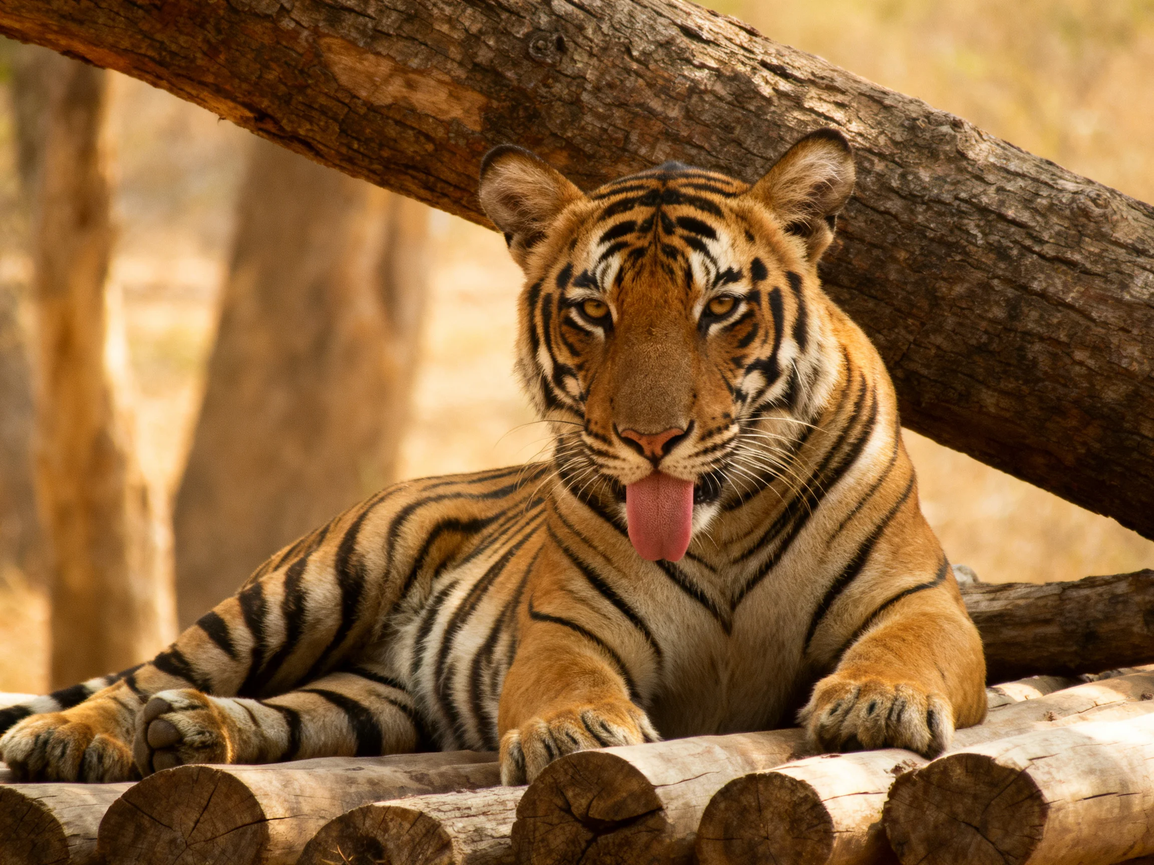 A tawny tiger rests among large wooden logs in a sunlit woodland