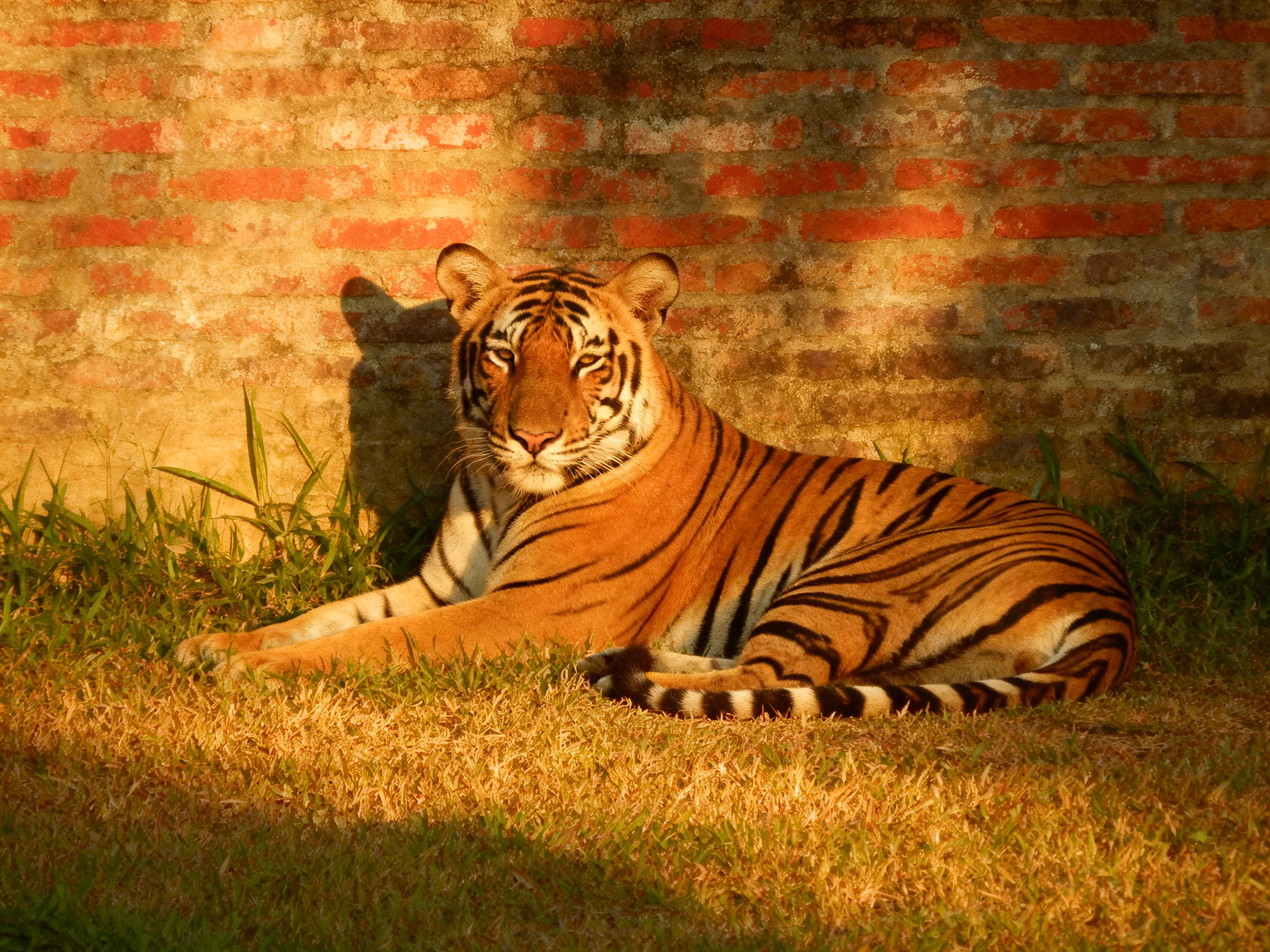 A tawny tiger relaxes beside a weathered brick wall in sunlight.