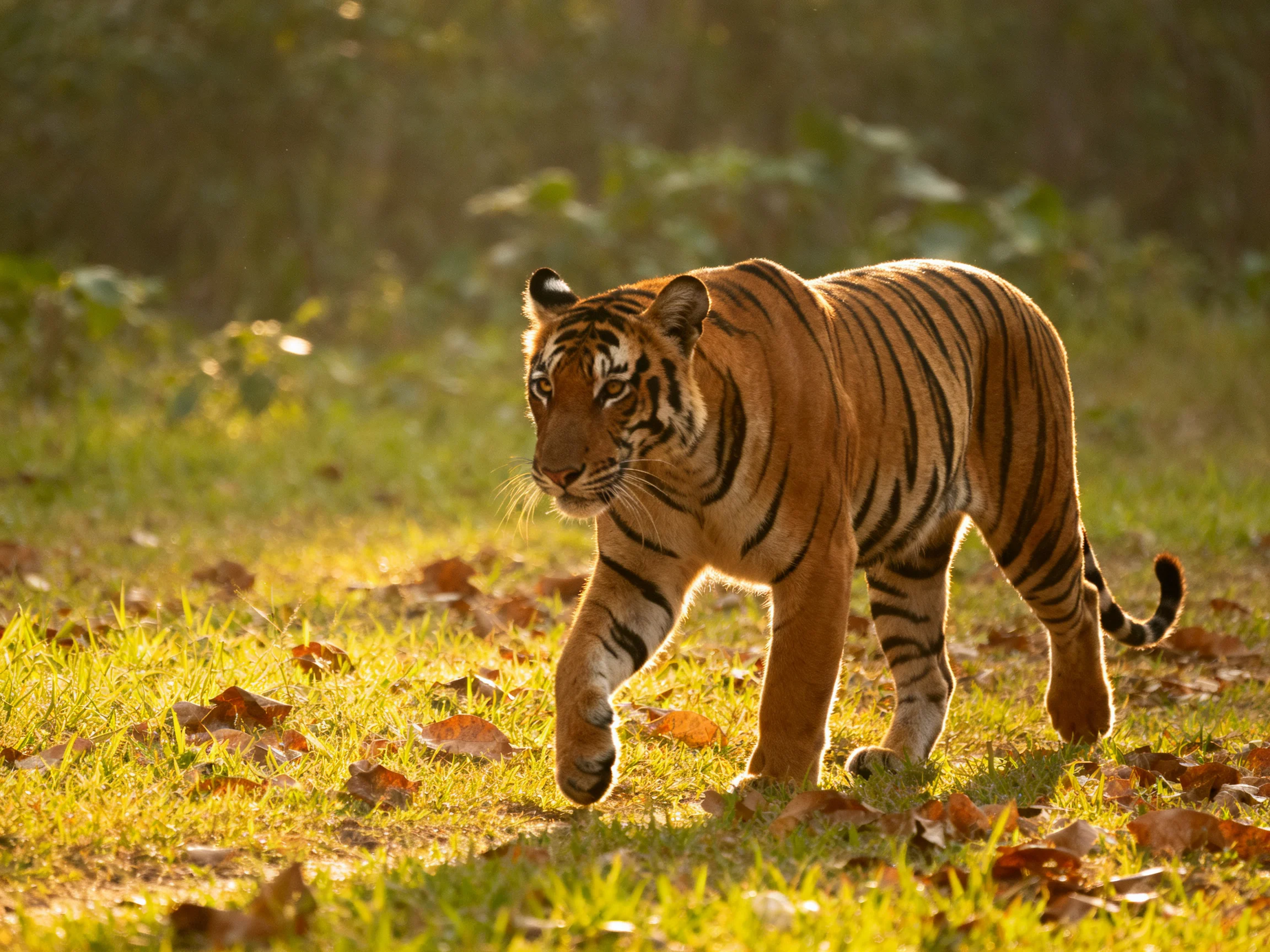 A tawny tiger walks through golden grass with scattered brown leaves