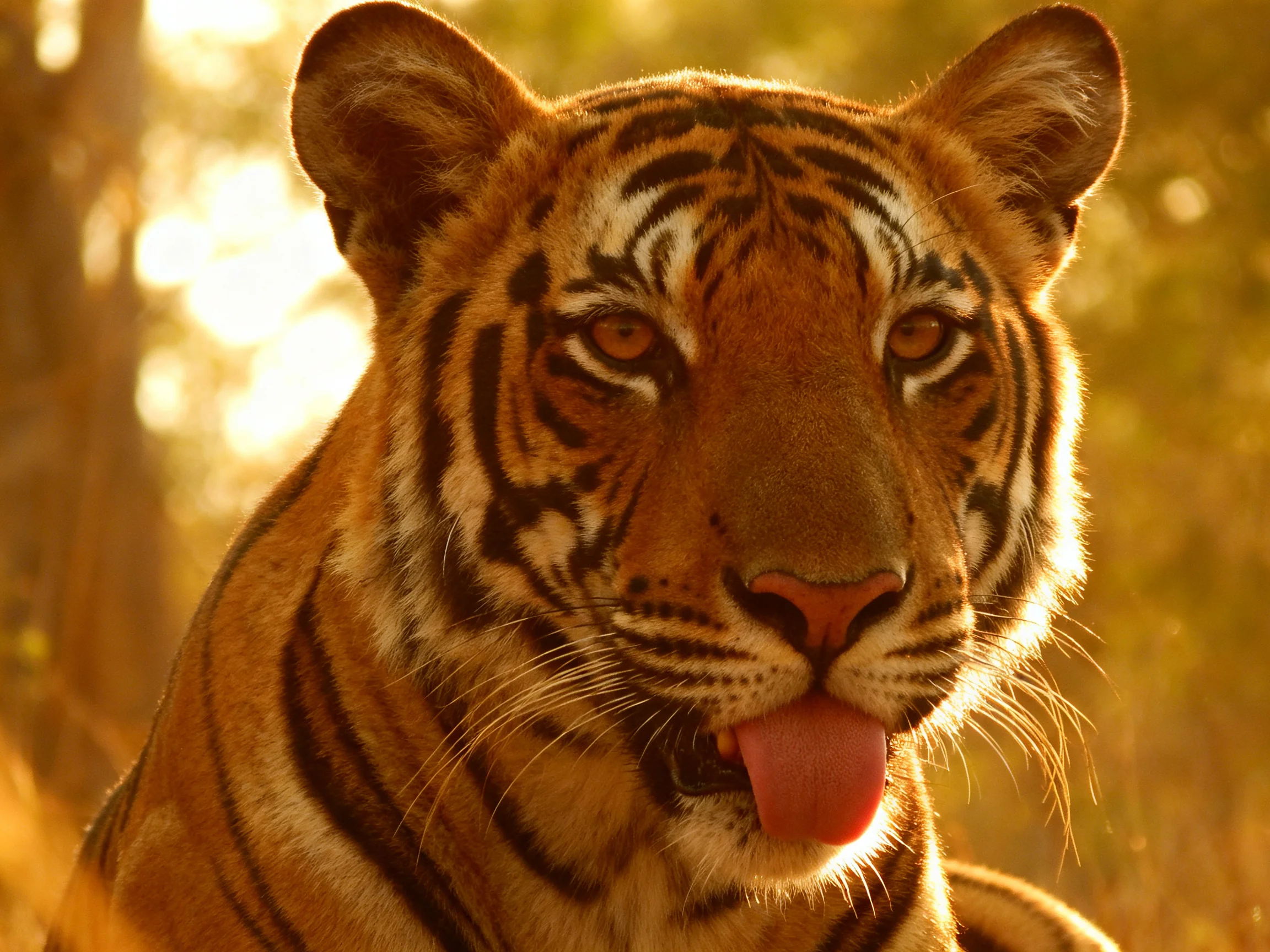 A tawny tiger with bold black stripes in golden light