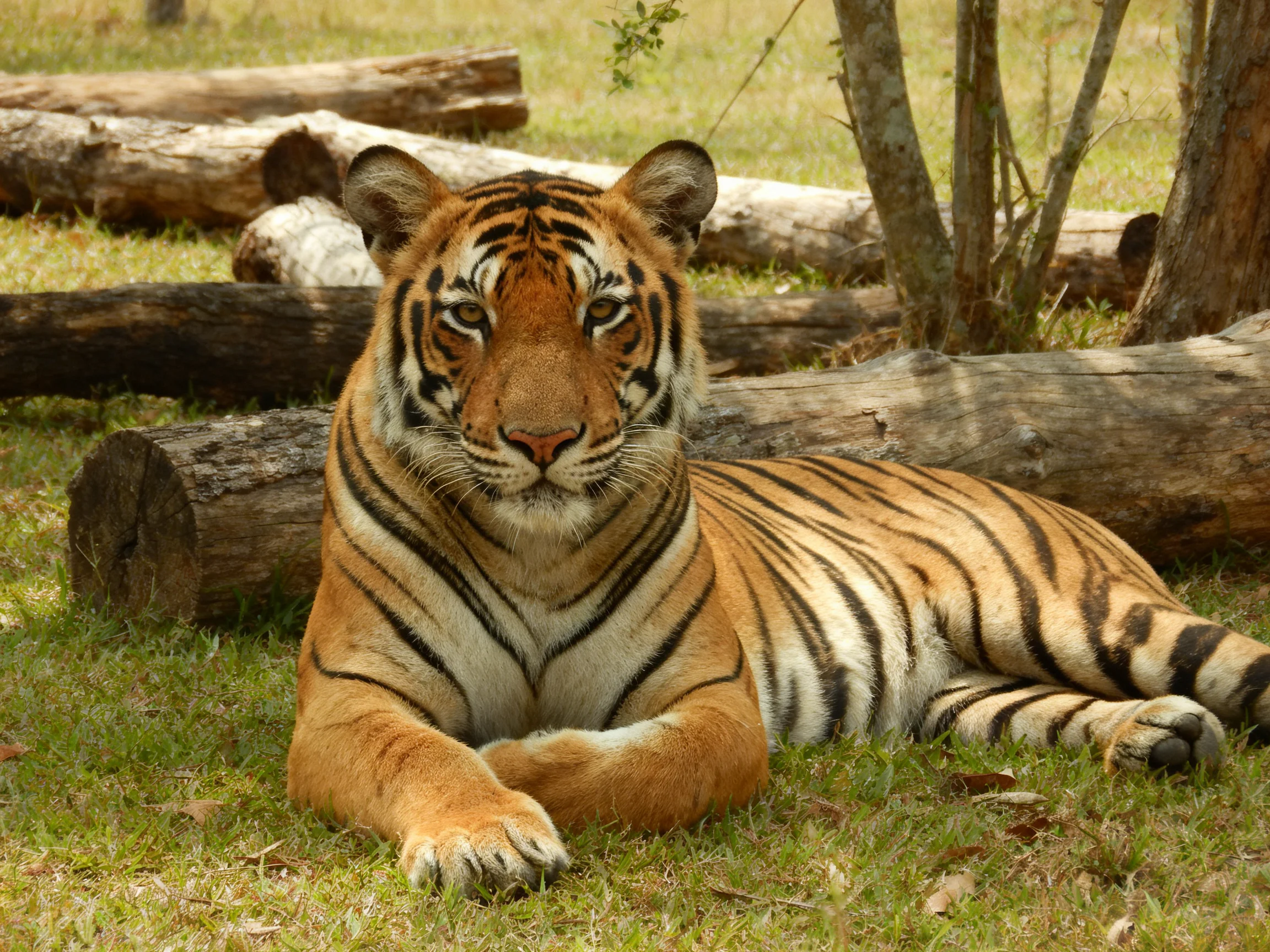 A tawny tiger with bold black stripes rests near fallen logs on grass.