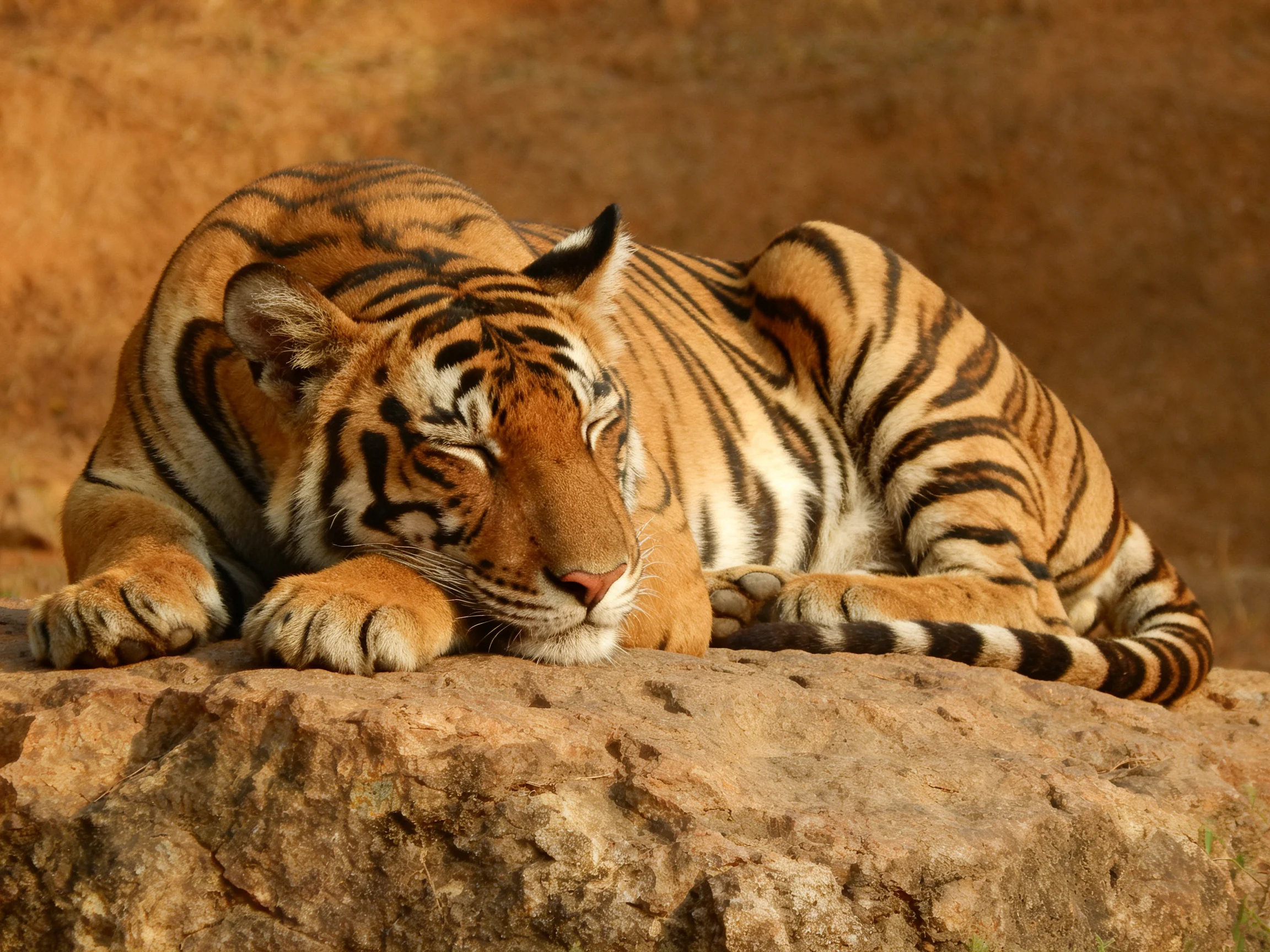 A tawny tiger with bold black stripes rests on a rugged rock formation