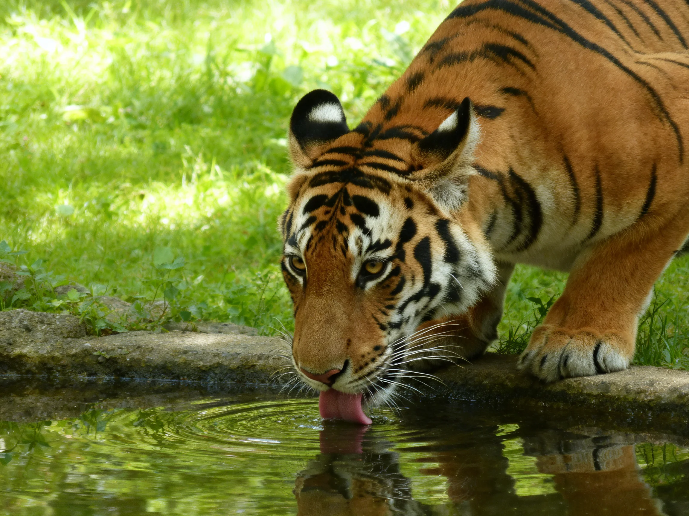 A tiger drinks water from a stream in a grassy area.
