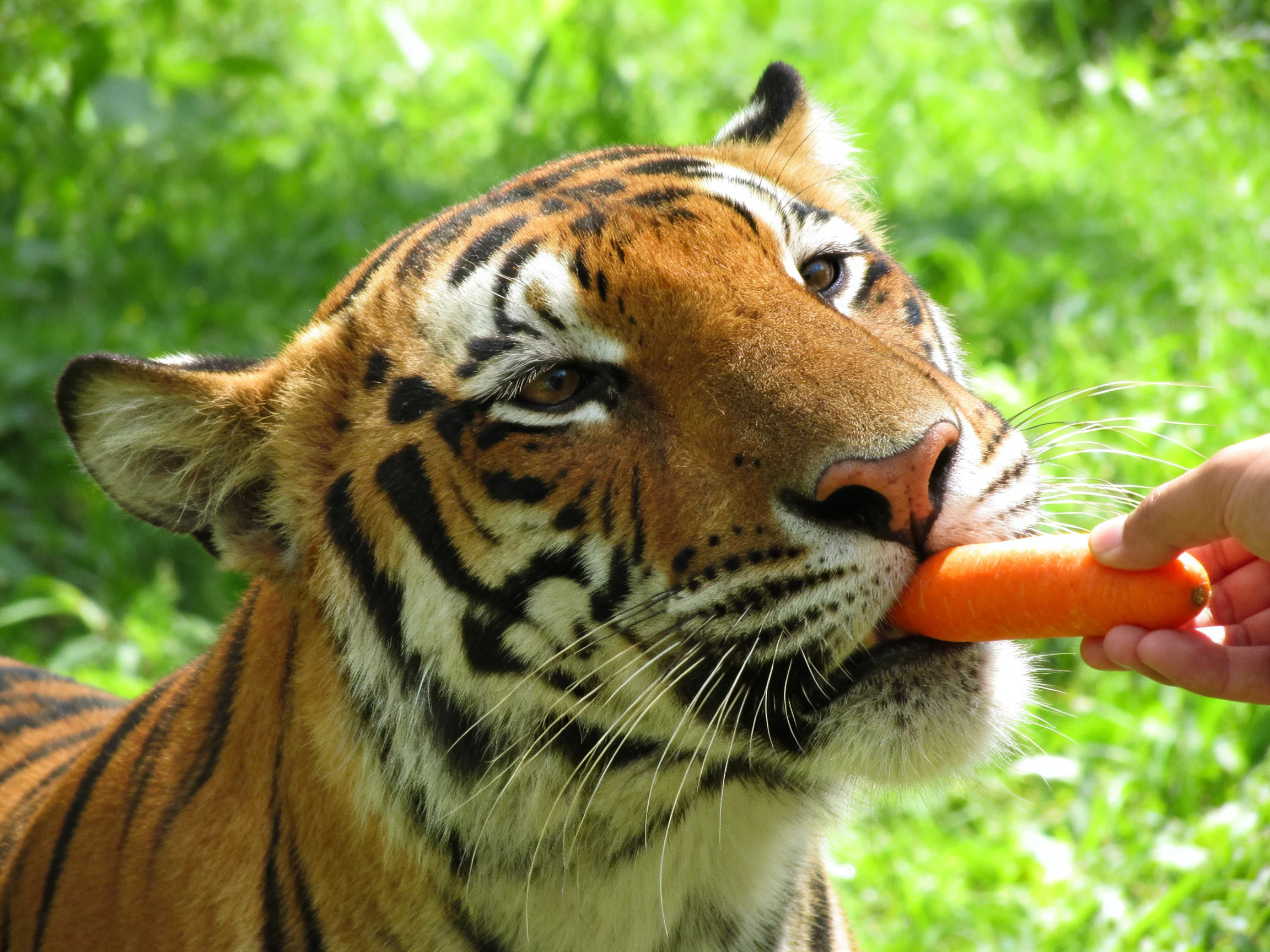 A tiger eating an orange carrot amidst lush green vegetation