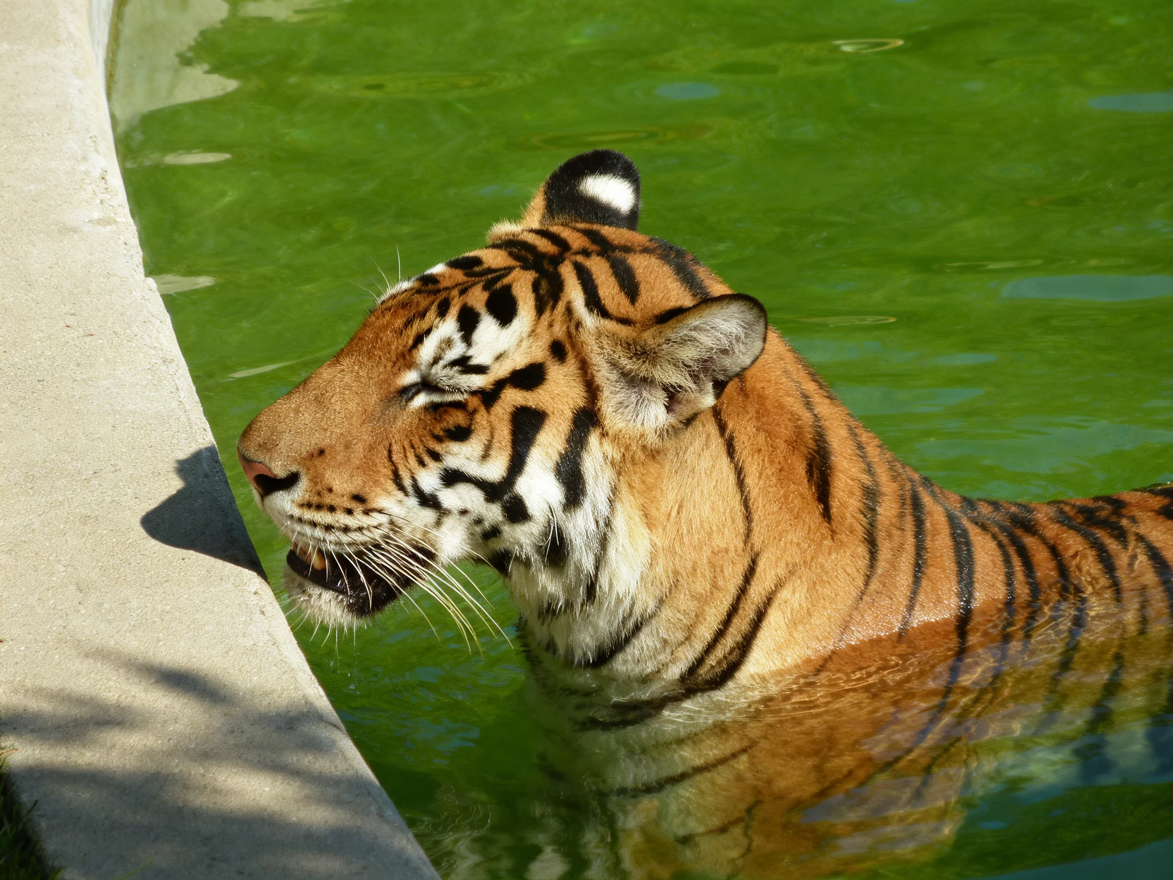 A tiger is partially submerged in green water next to a concrete edge.