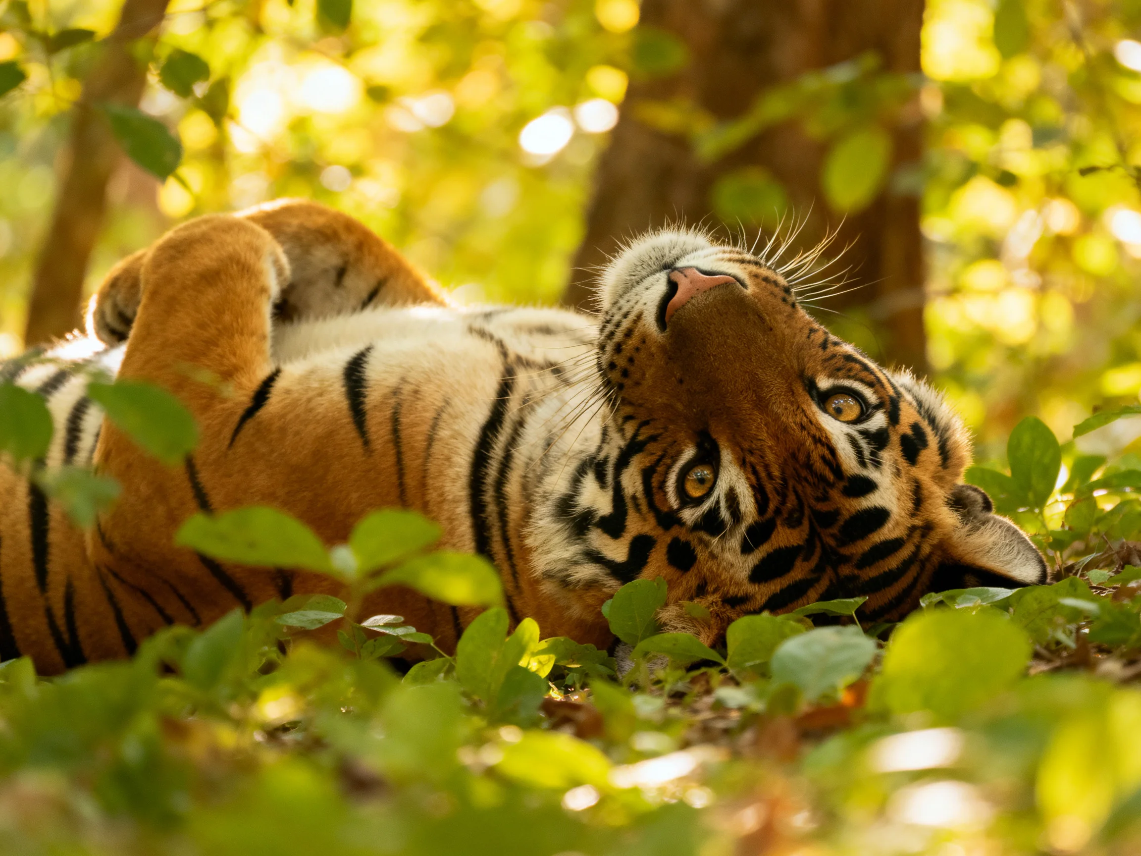 A tiger rests peacefully on leafy ground in a sun-dappled forest.