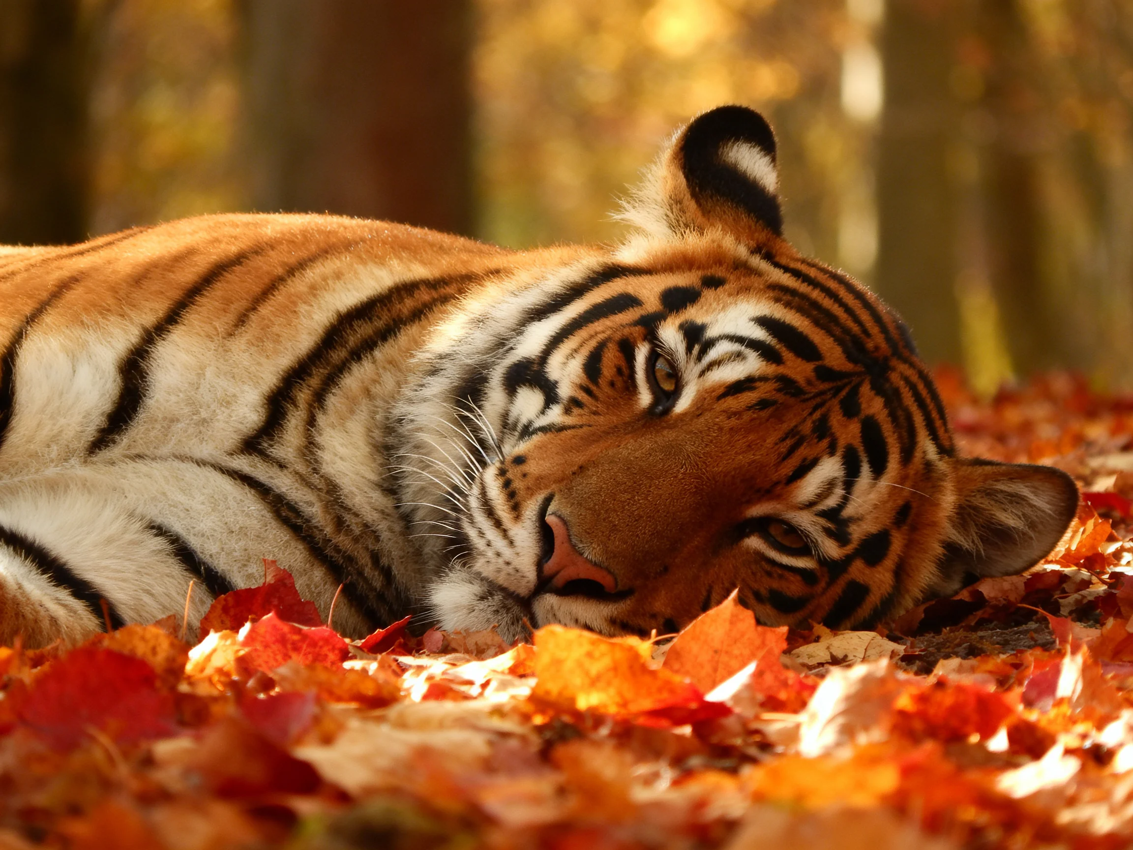 A tiger lies among colorful fallen leaves in a sunlit forest.