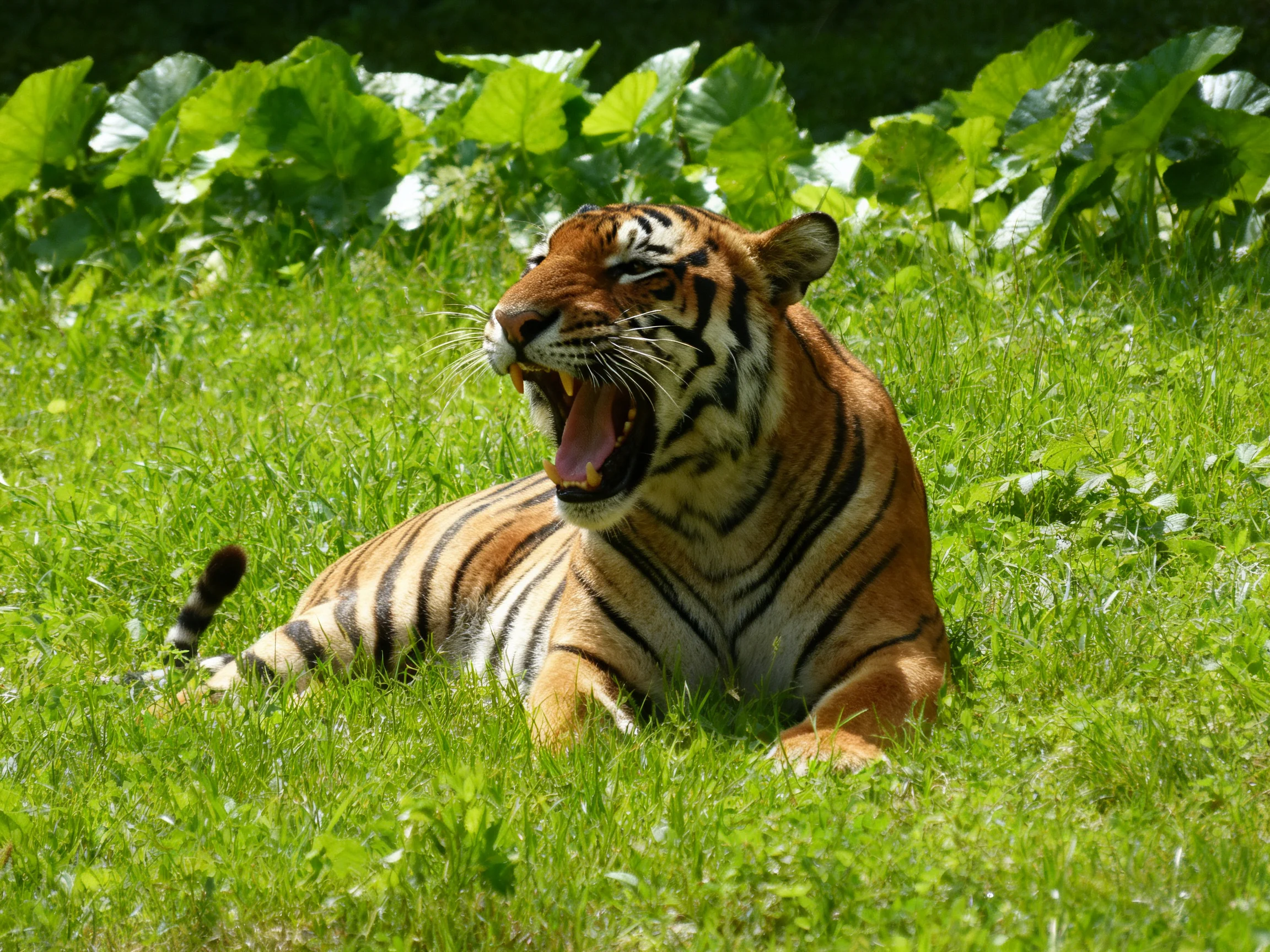 A tiger relaxes on green grass with mouth open