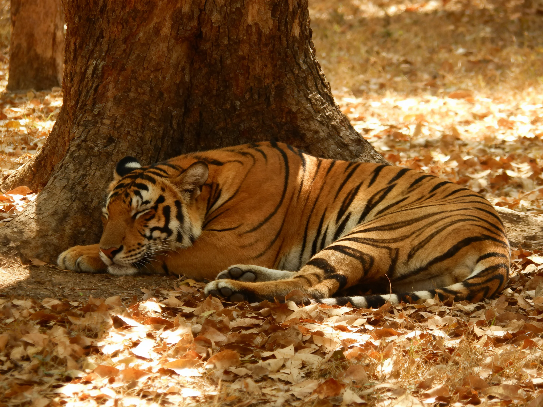 A tiger sleeps beside a tree trunk in a leaf-covered area.