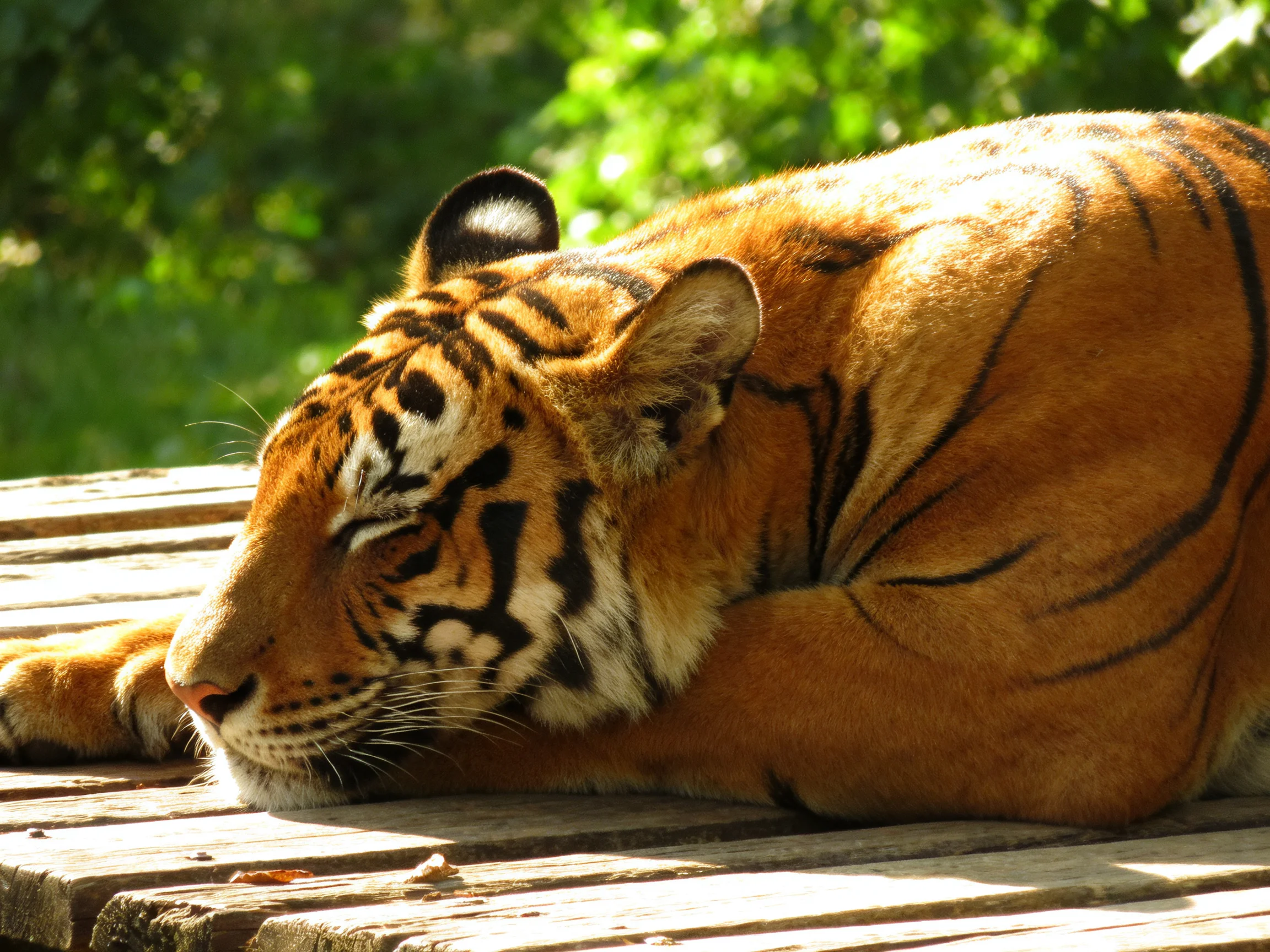 A tiger rests on a wooden platform amid lush greenery