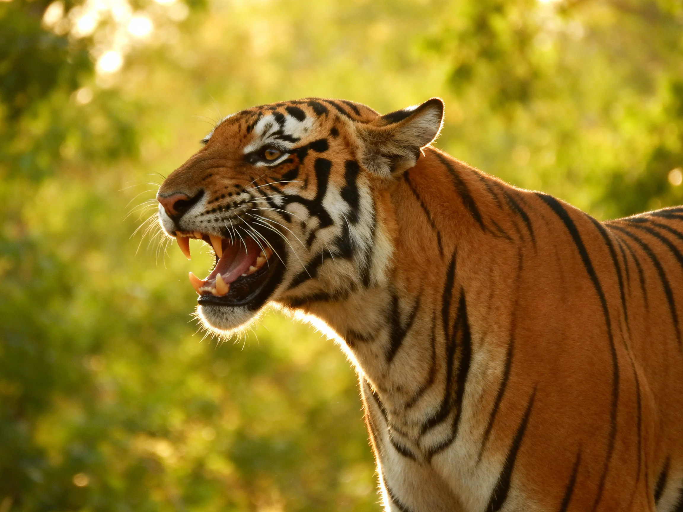 A tiger roars with mouth open among lush green foliage.