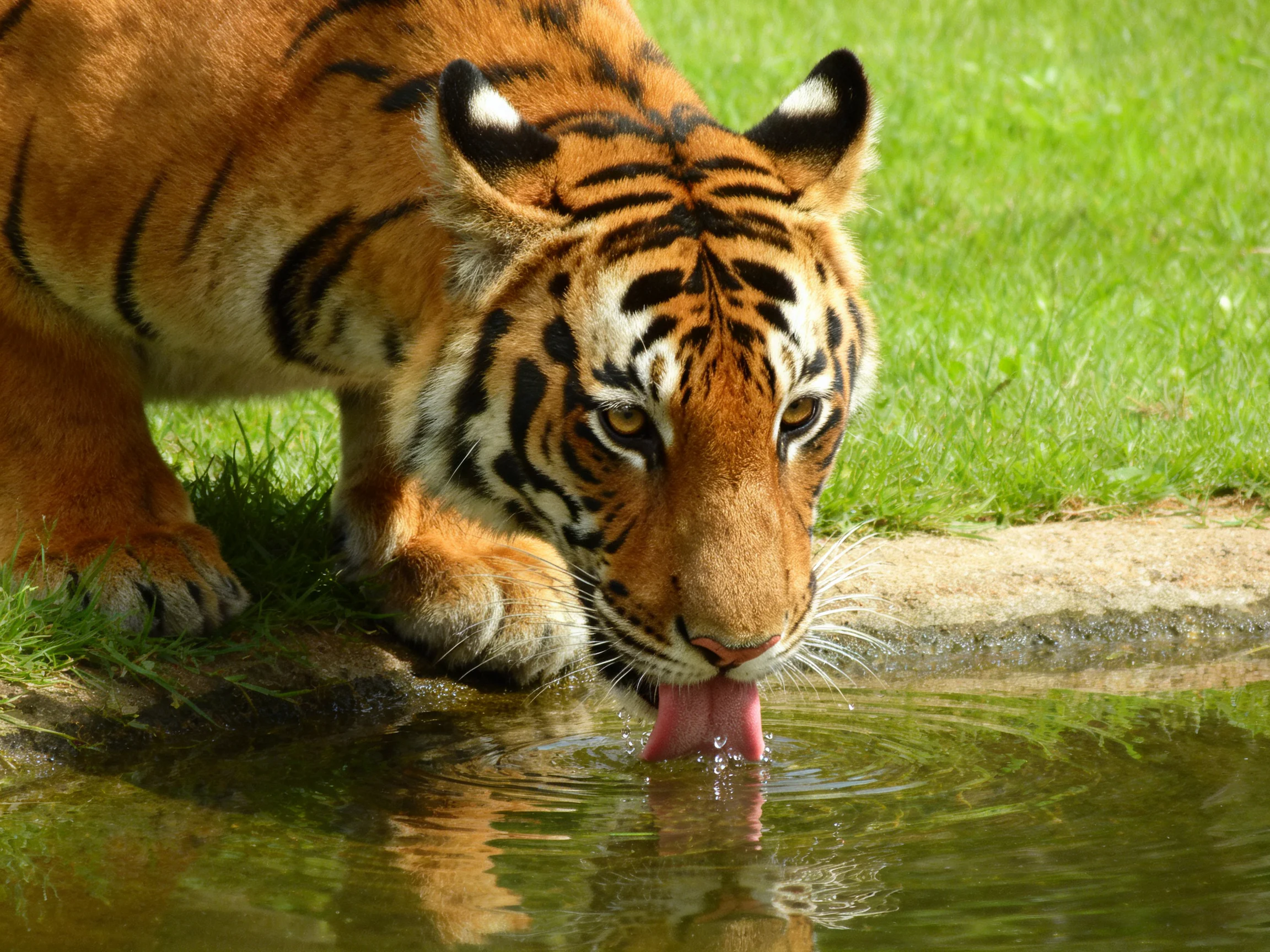 A tiger with bold black stripes drinks from a calm pond near lush green grass