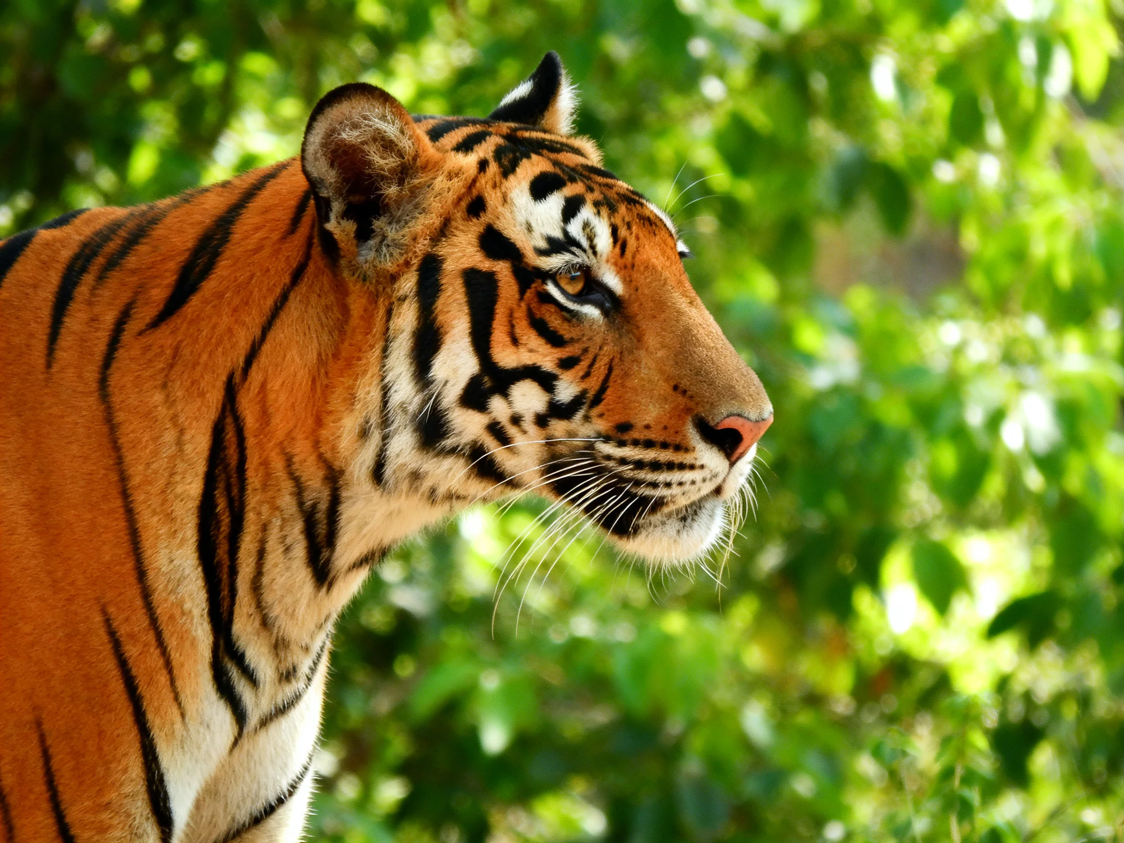 A tiger with bold black stripes in lush green foliage