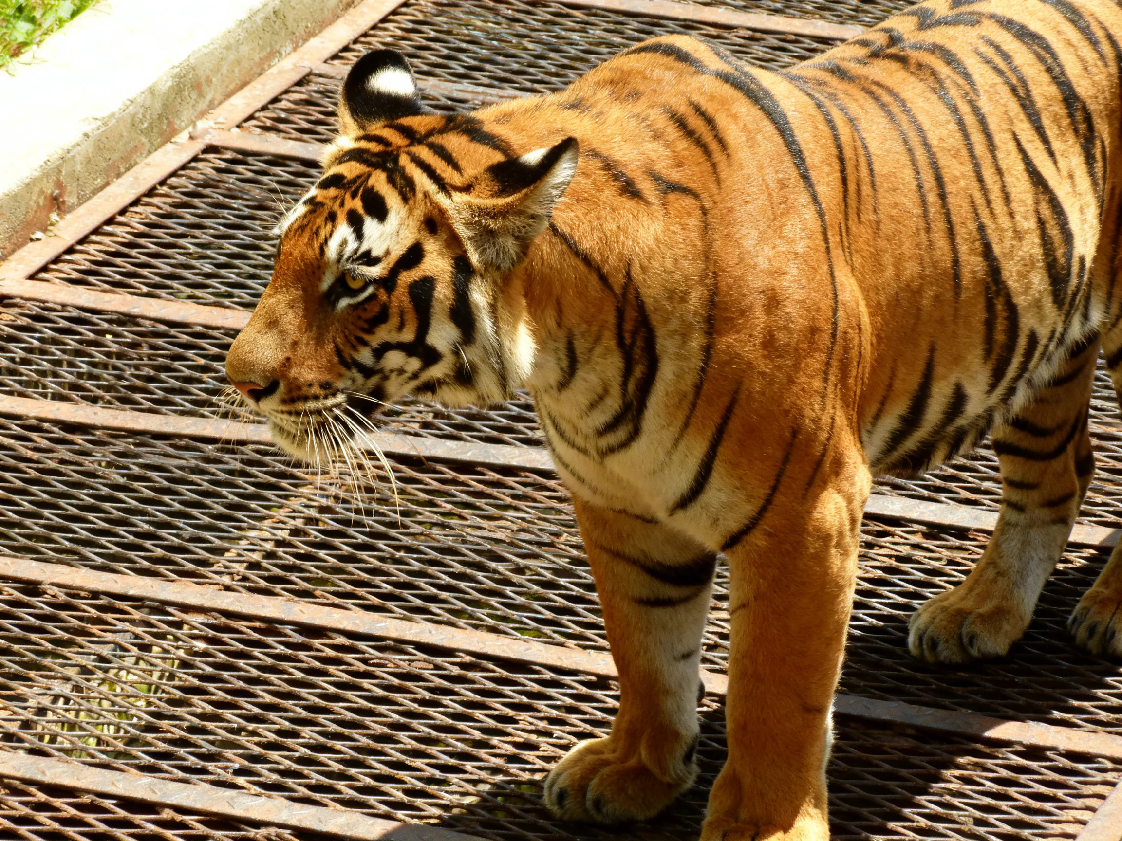 A tiger with bold black stripes on an orange coat on a metal grate