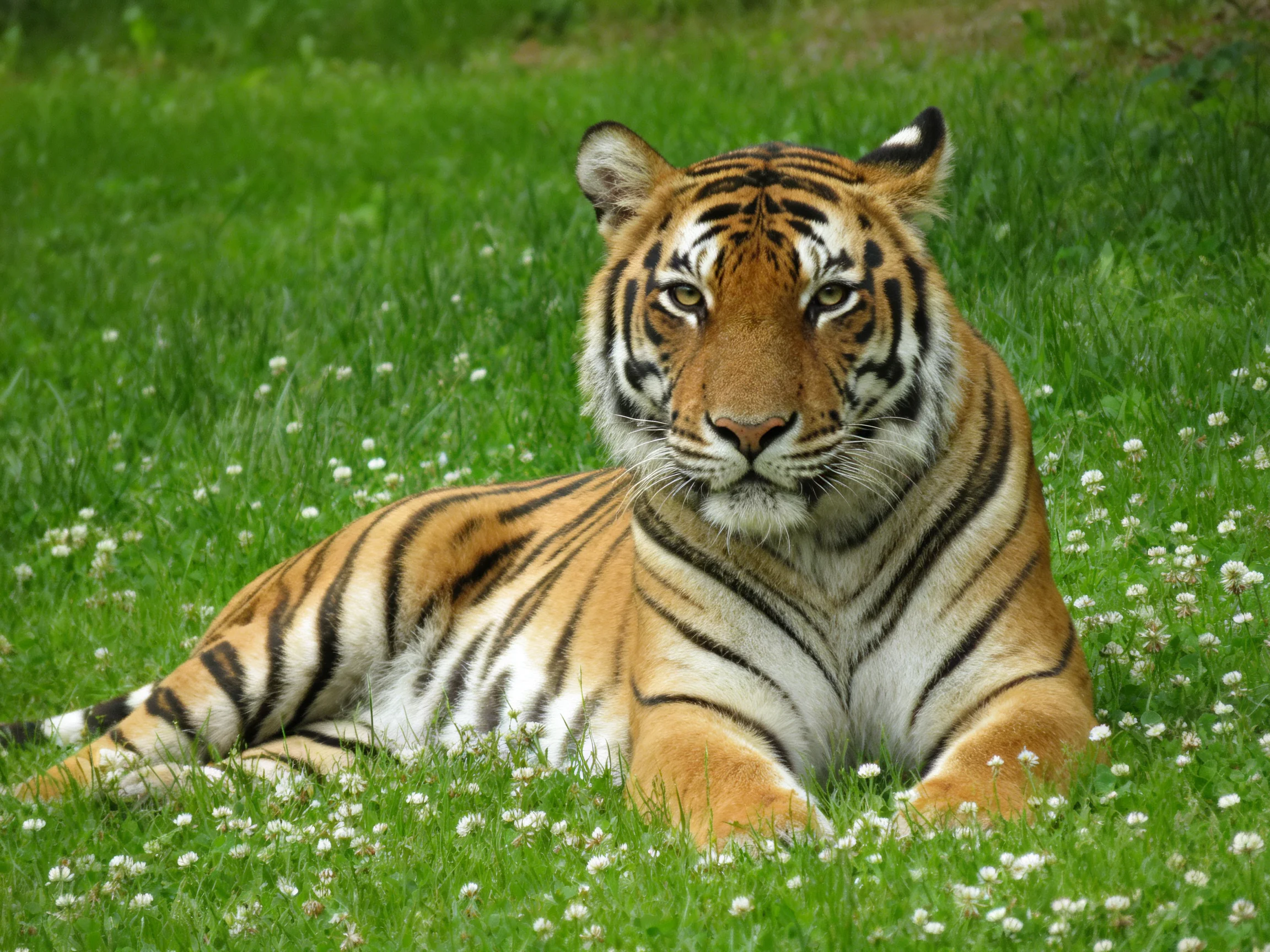 A tiger with bold stripes relaxes on green grass.