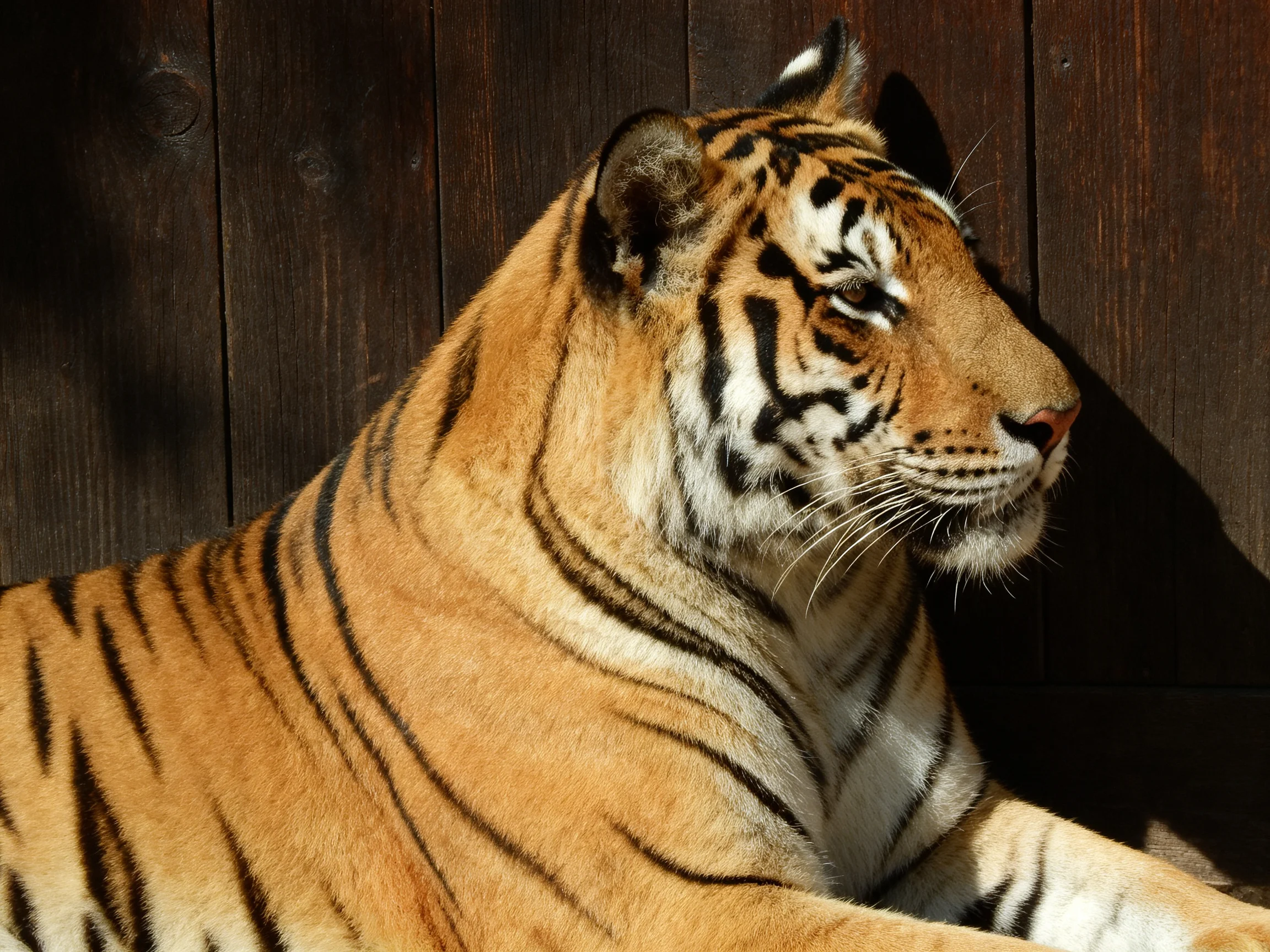 A tiger with bold black stripes rests beside dark wooden panels