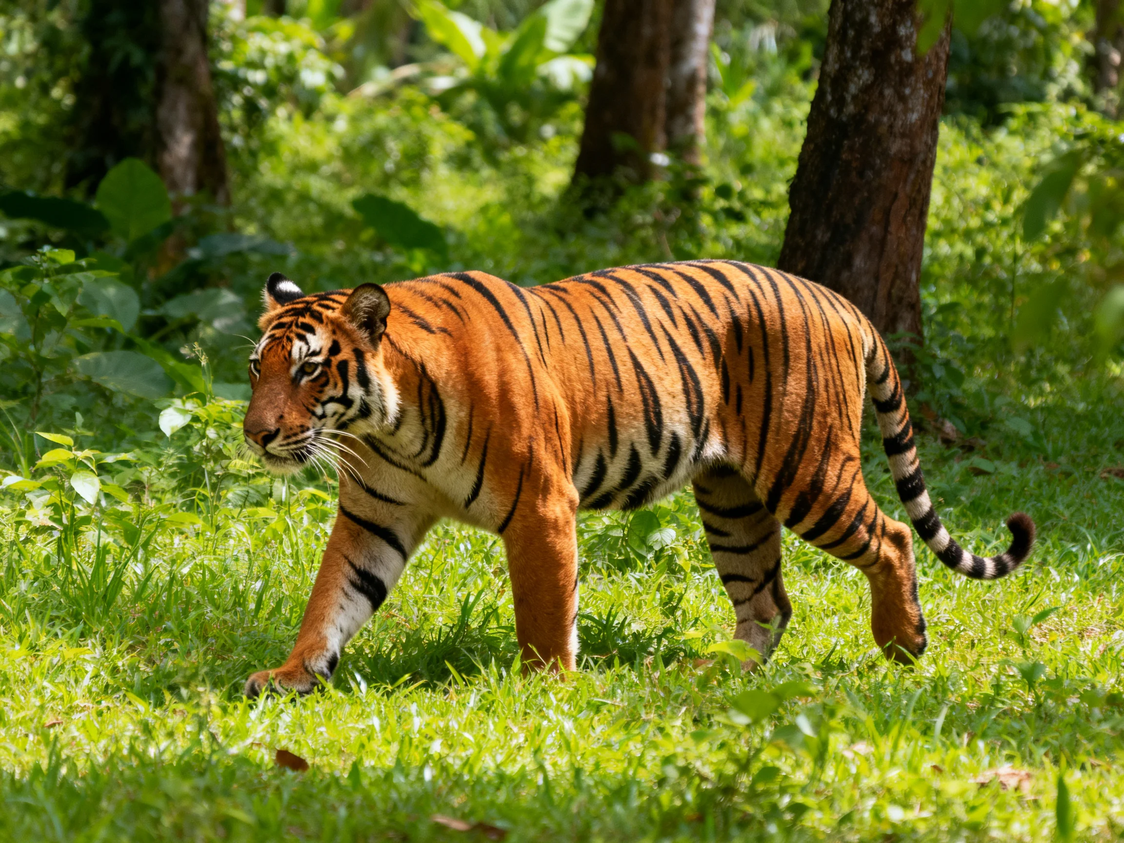 A tiger with bold black stripes roams lush green forest