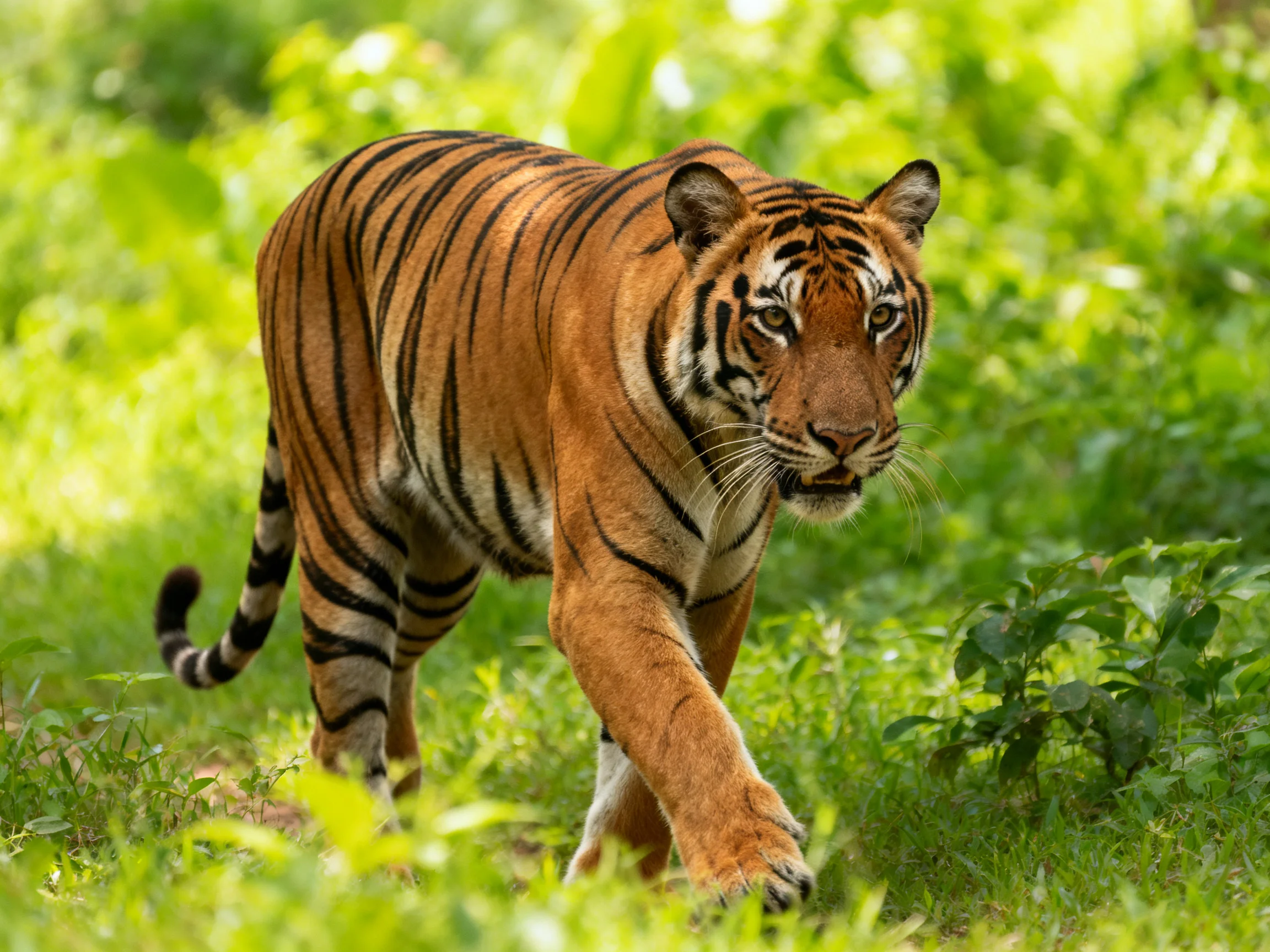 A tiger with bold black stripes moves through dense green vegetation.