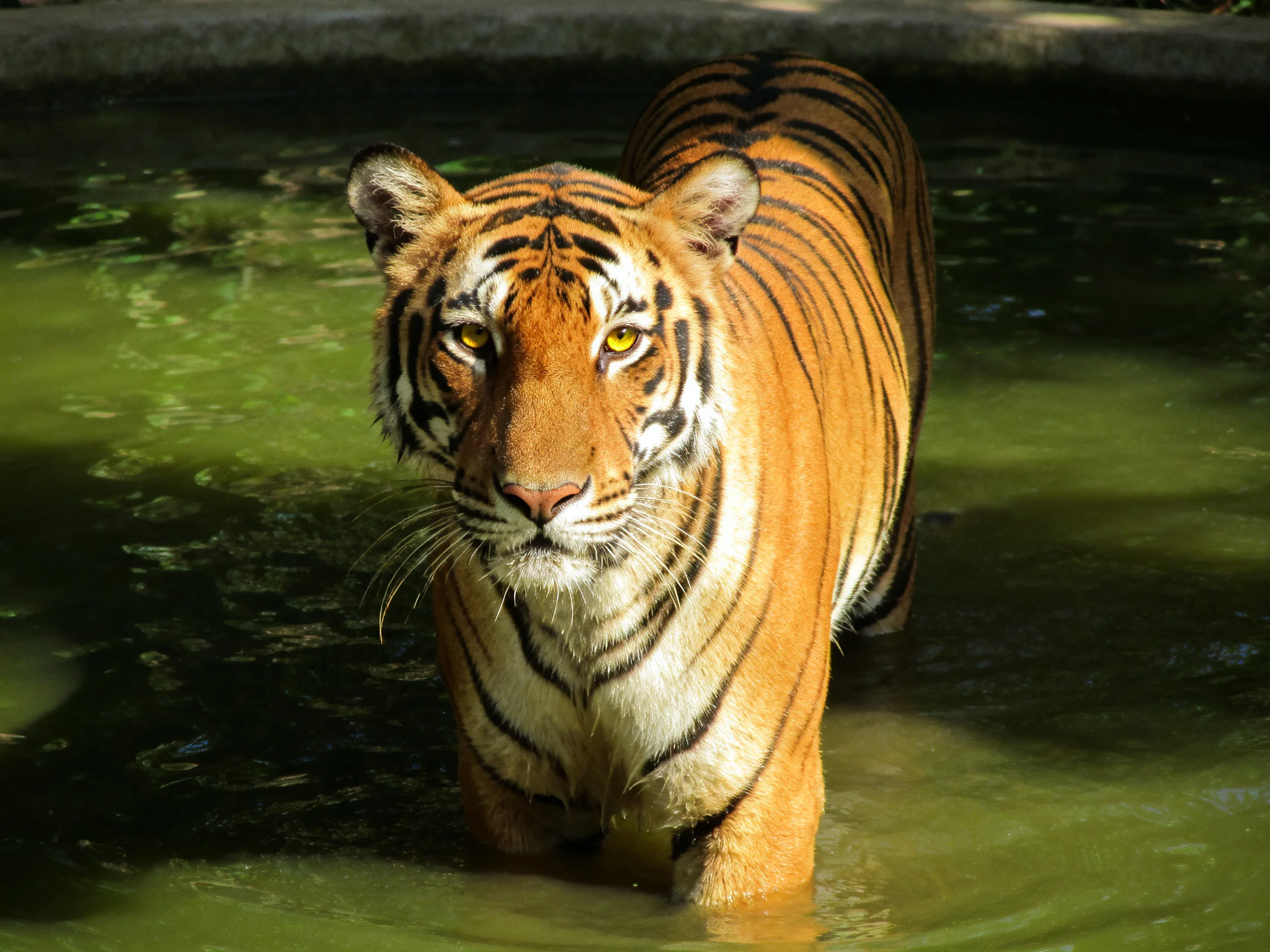 A tiger with bold black stripes wades through greenish water