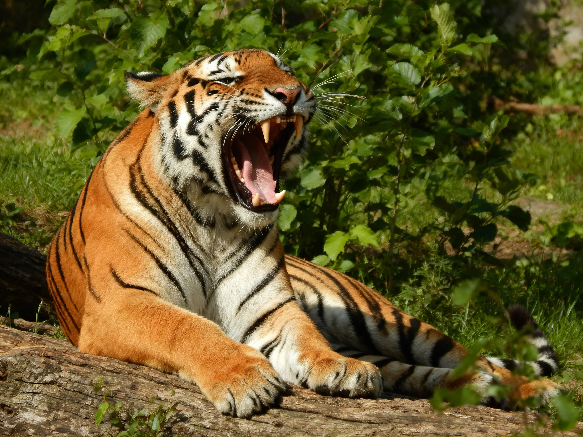 A tiger with bold black stripes yawns on a log amid lush green foliage