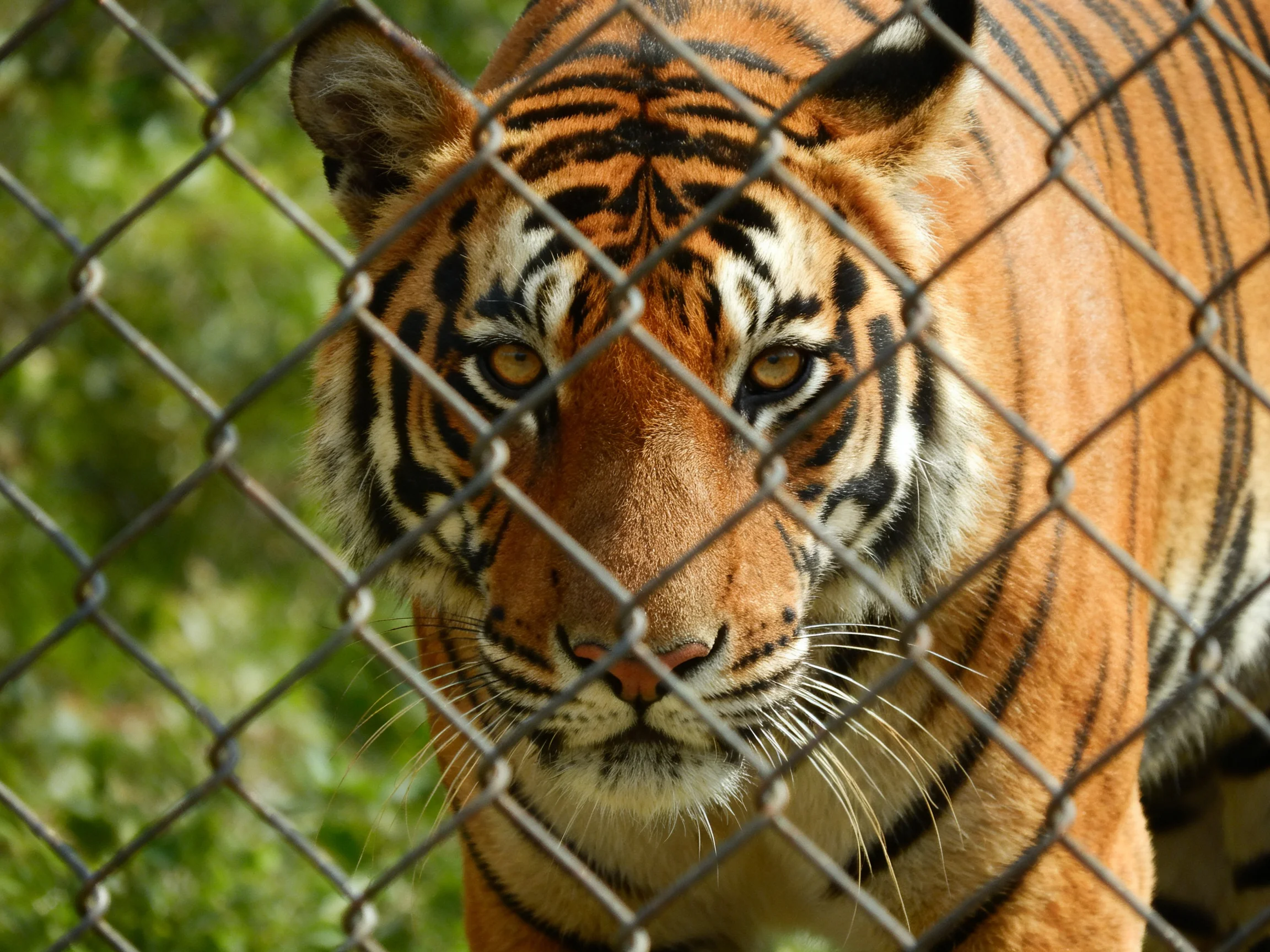 A tiger with bold orange and black stripes viewed through a chain-link fence