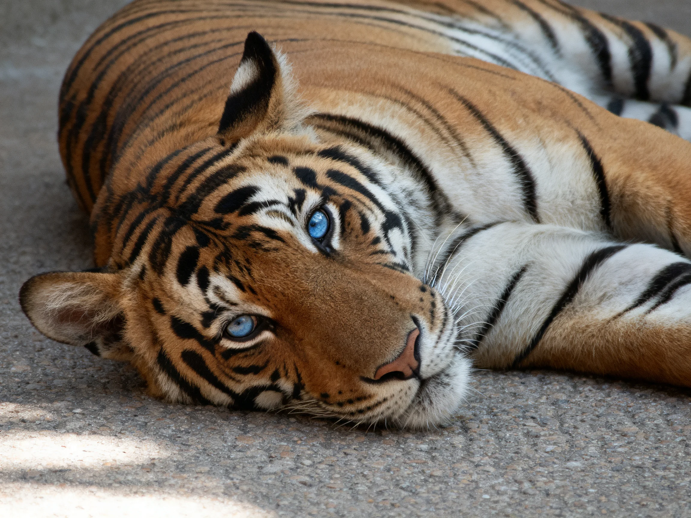 A tiger with blue eyes reclines on a concrete surface.