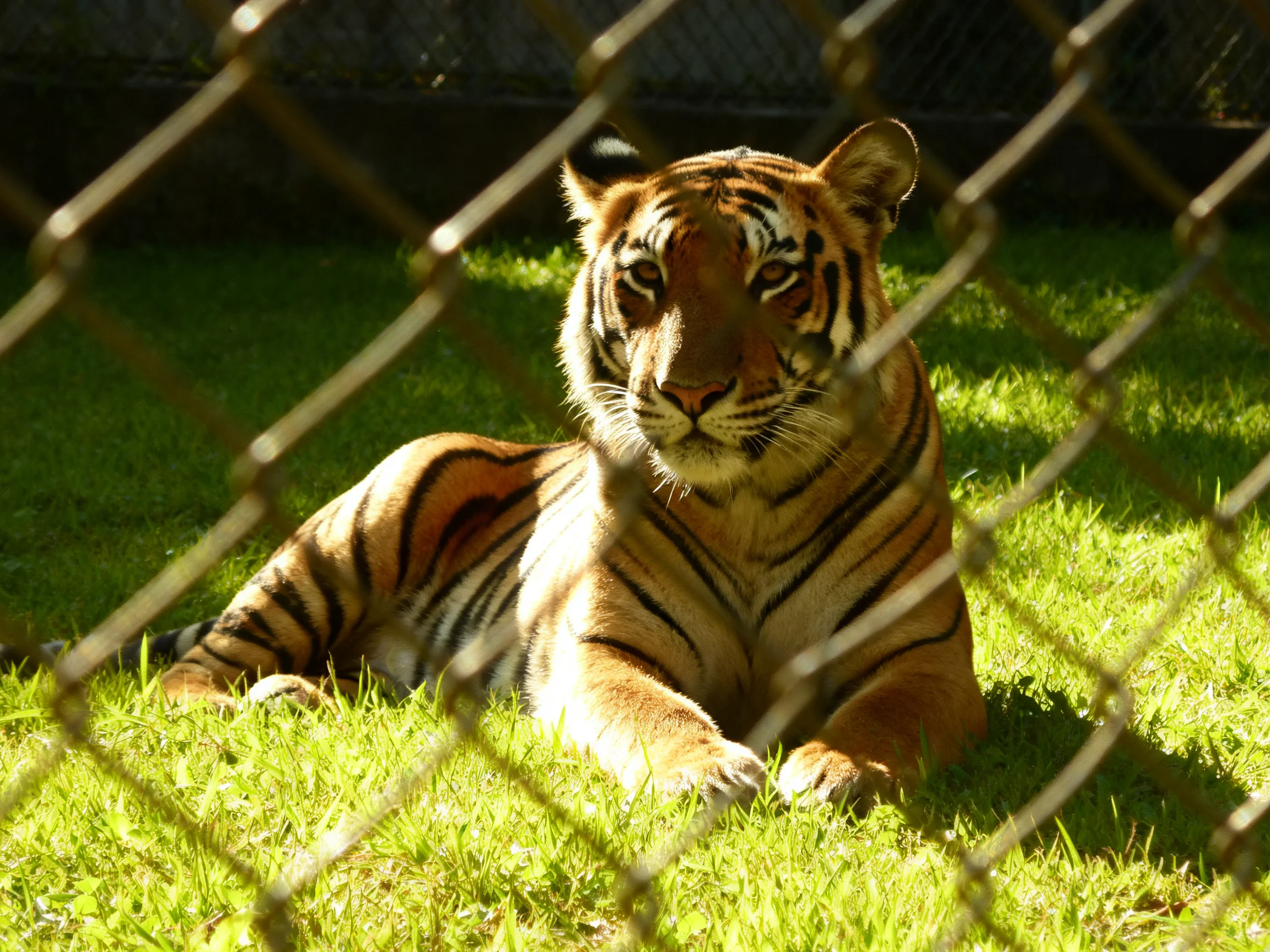 A tiger rests on grass enclosed by a chain-link fence.
