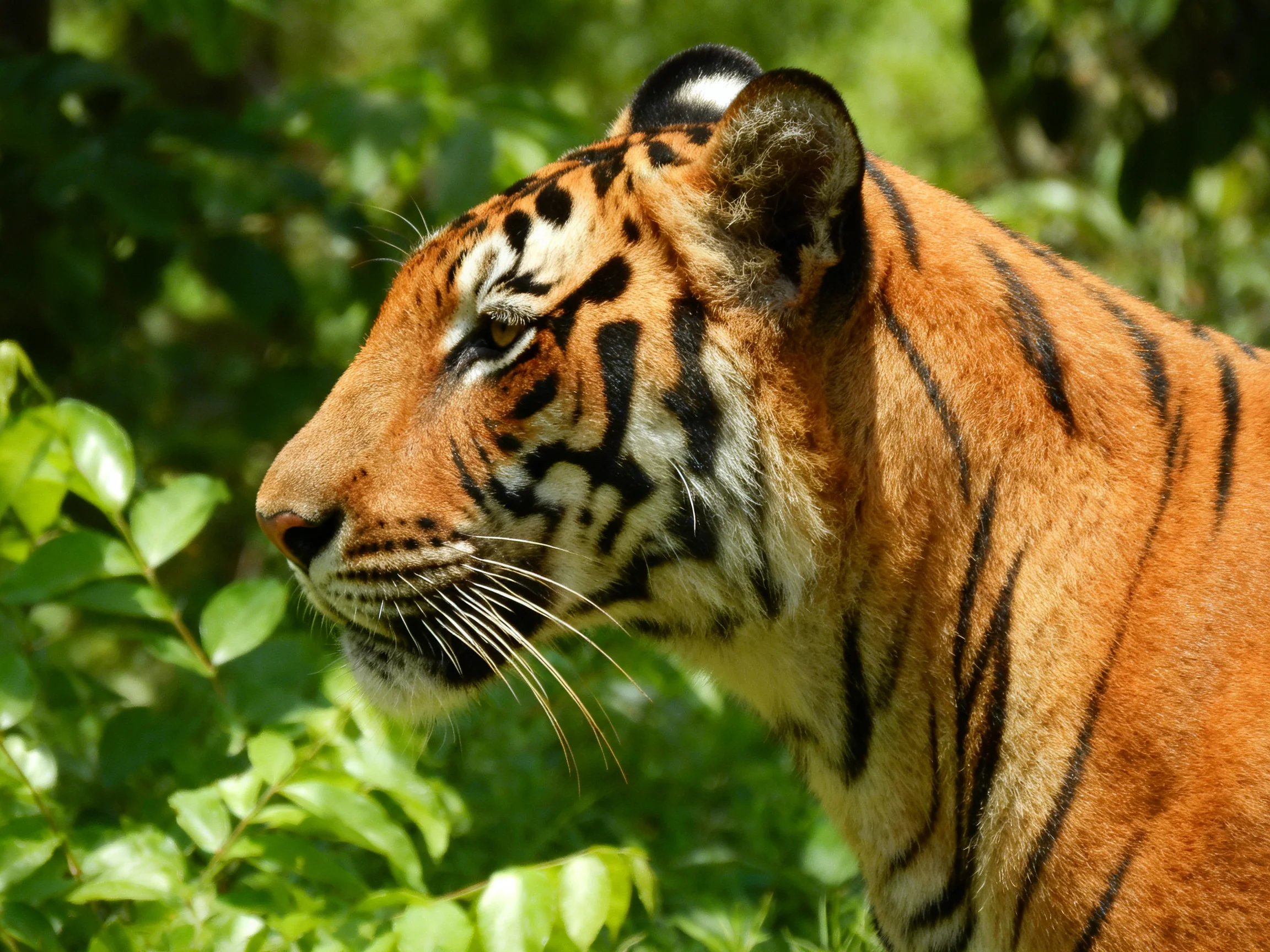 A close - up of a tiger with orange fur and black stripes in greenery.